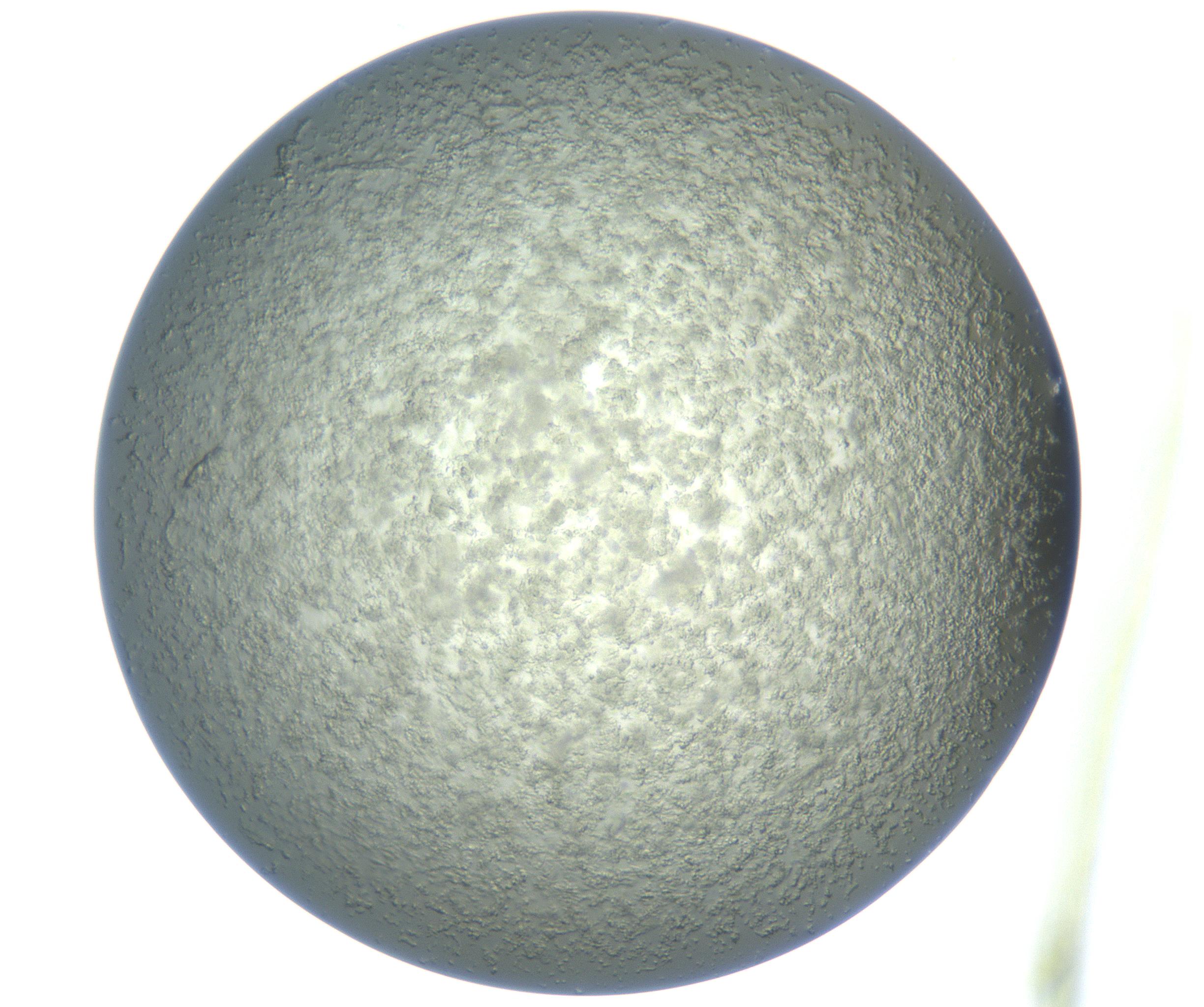 RI01_03_000_0212_Proj1_Clon1_MC_0000MC102865_003_161022_12_05_01_00_99_002_001_RAI.jpg