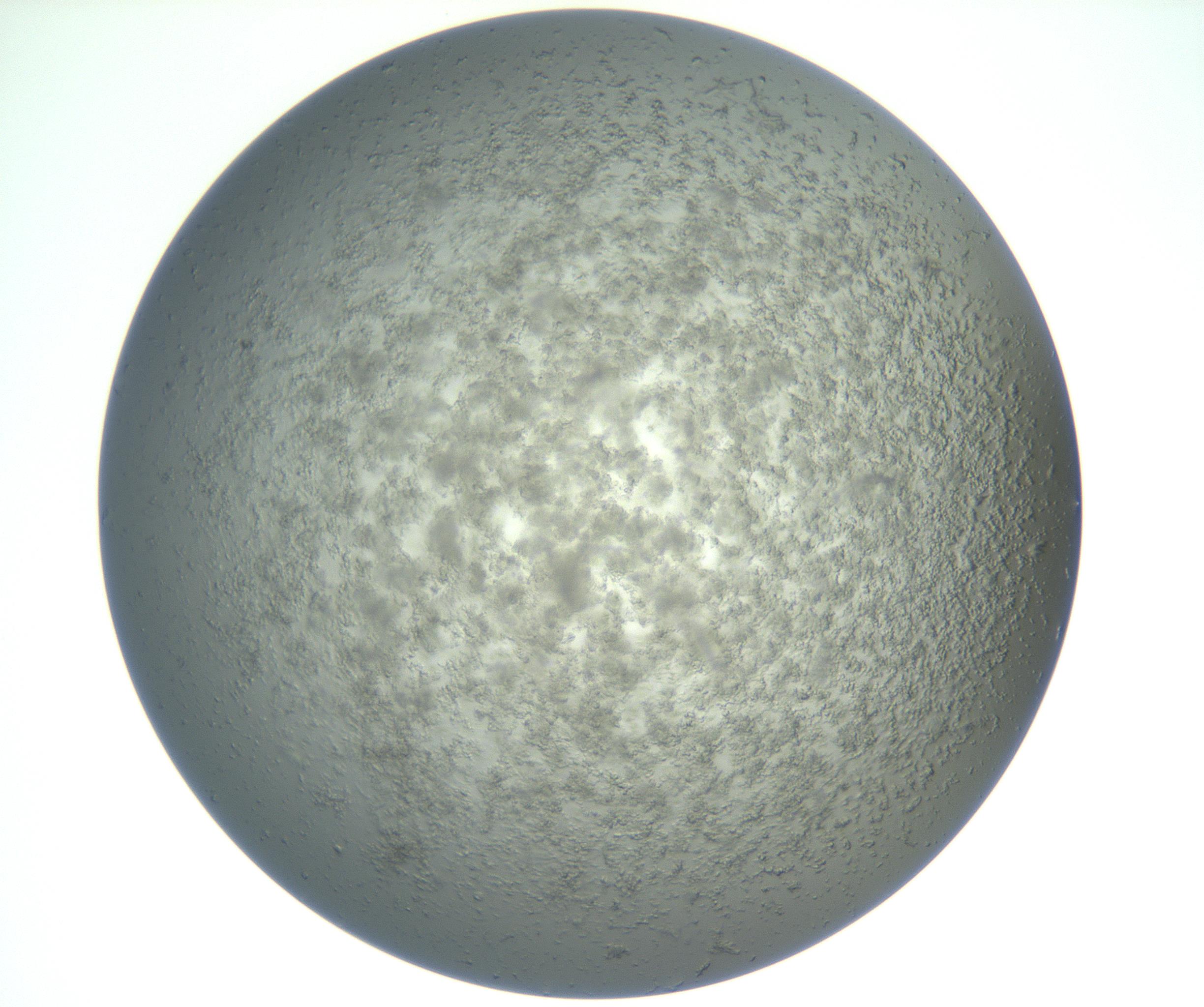 RI01_03_000_0212_Proj1_Clon1_MC_0000MC102865_003_161022_12_05_02_00_99_002_001_RAI.jpg