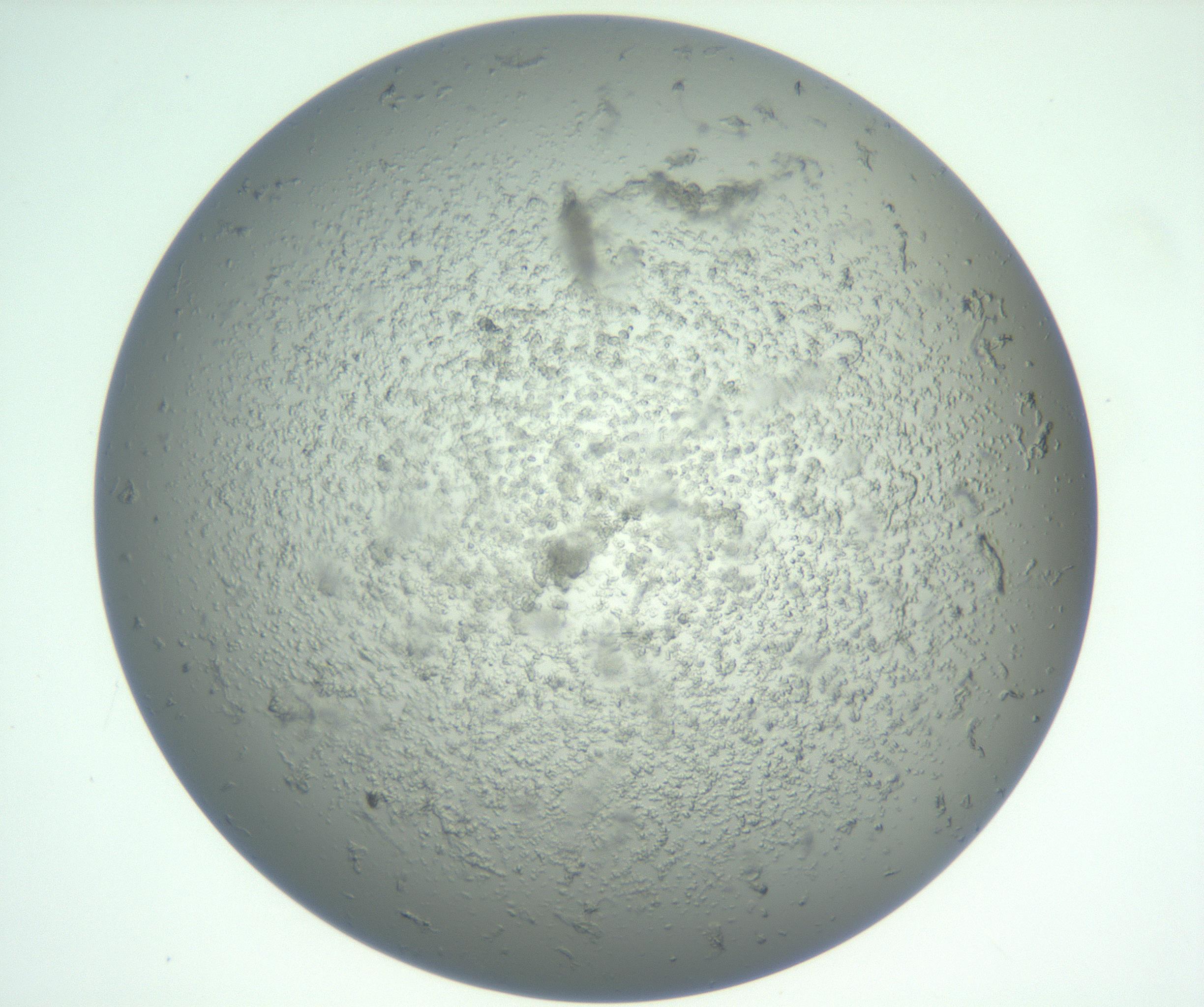 RI01_03_000_0212_Proj1_Clon1_MC_0000MC102865_003_161022_12_07_01_00_99_002_001_RAI.jpg