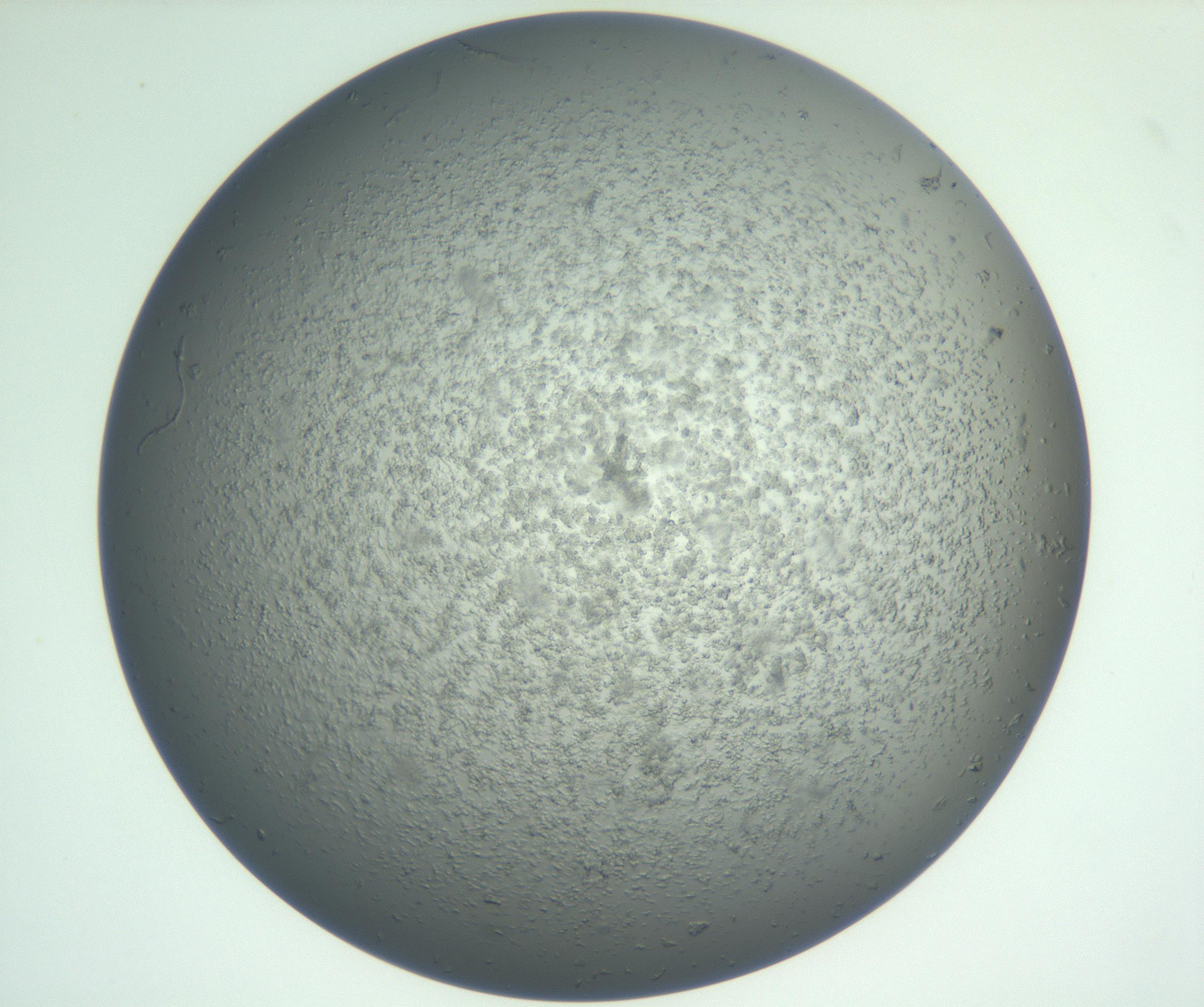 RI01_03_000_0212_Proj1_Clon1_MC_0000MC102865_003_161022_12_07_02_00_99_002_001_RAI.jpg
