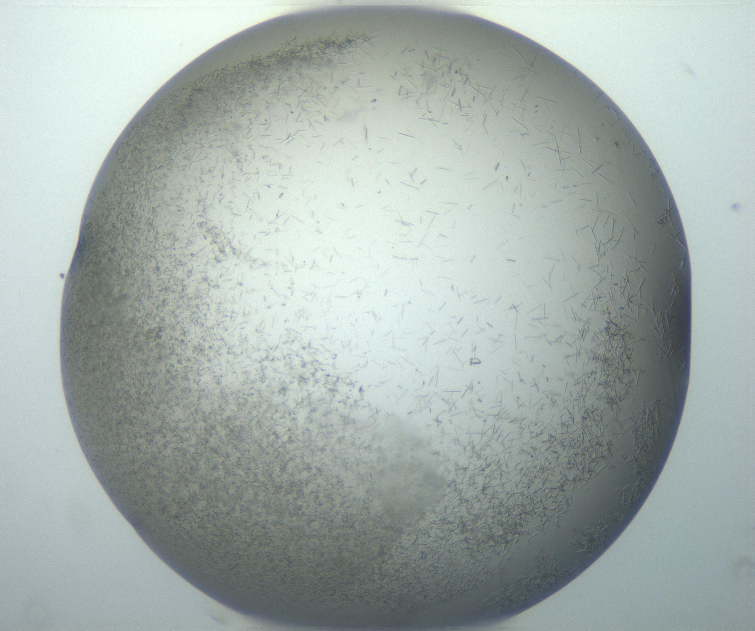 RI01_03_000_0212_Proj1_Clon1_MC_0000MC102866_002_161021_03_08_02_00_99_002_001_RAI.jpg