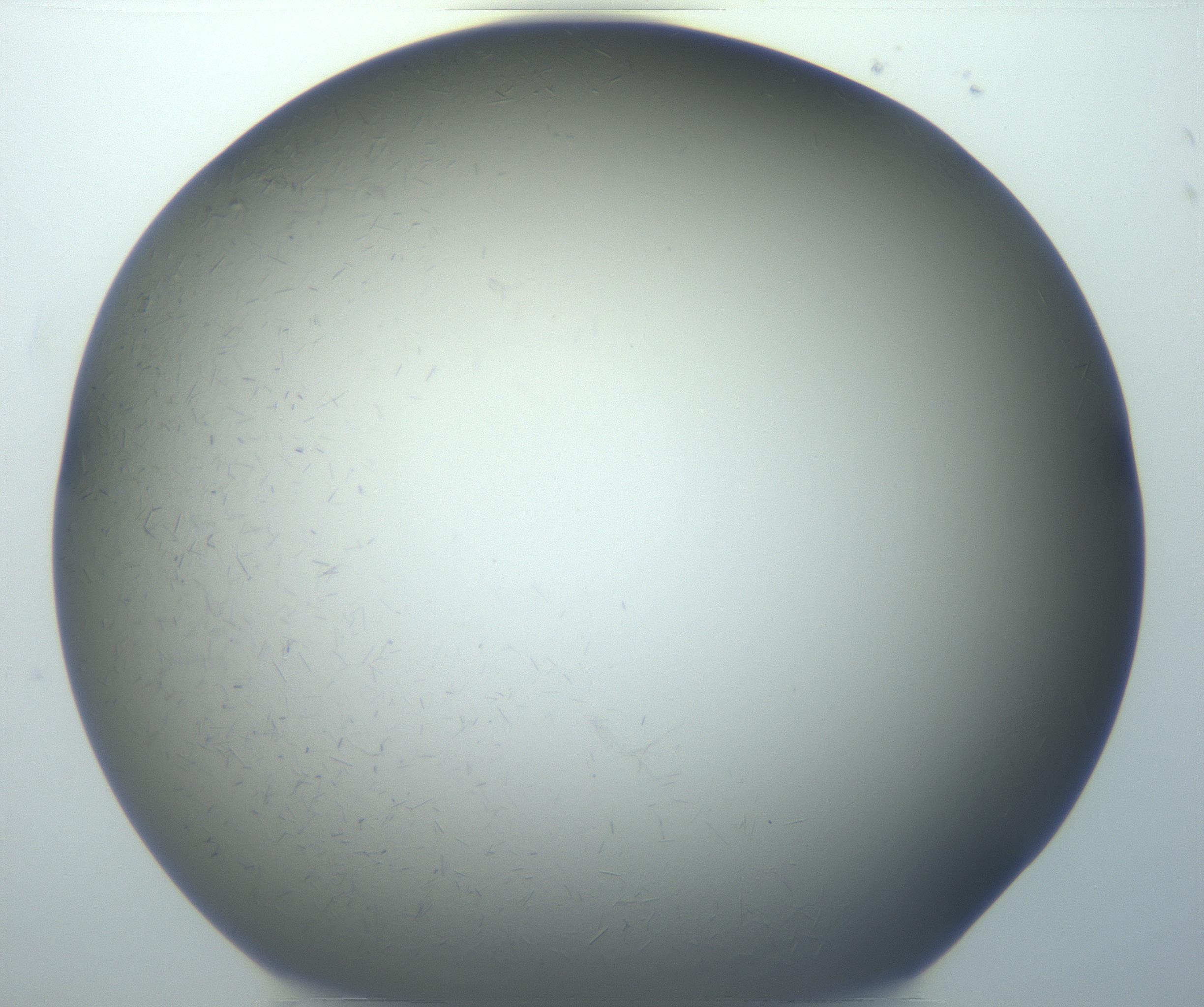 RI01_03_000_0212_Proj1_Clon1_MC_0000MC102866_002_161021_06_06_02_00_99_002_001_RAI.jpg