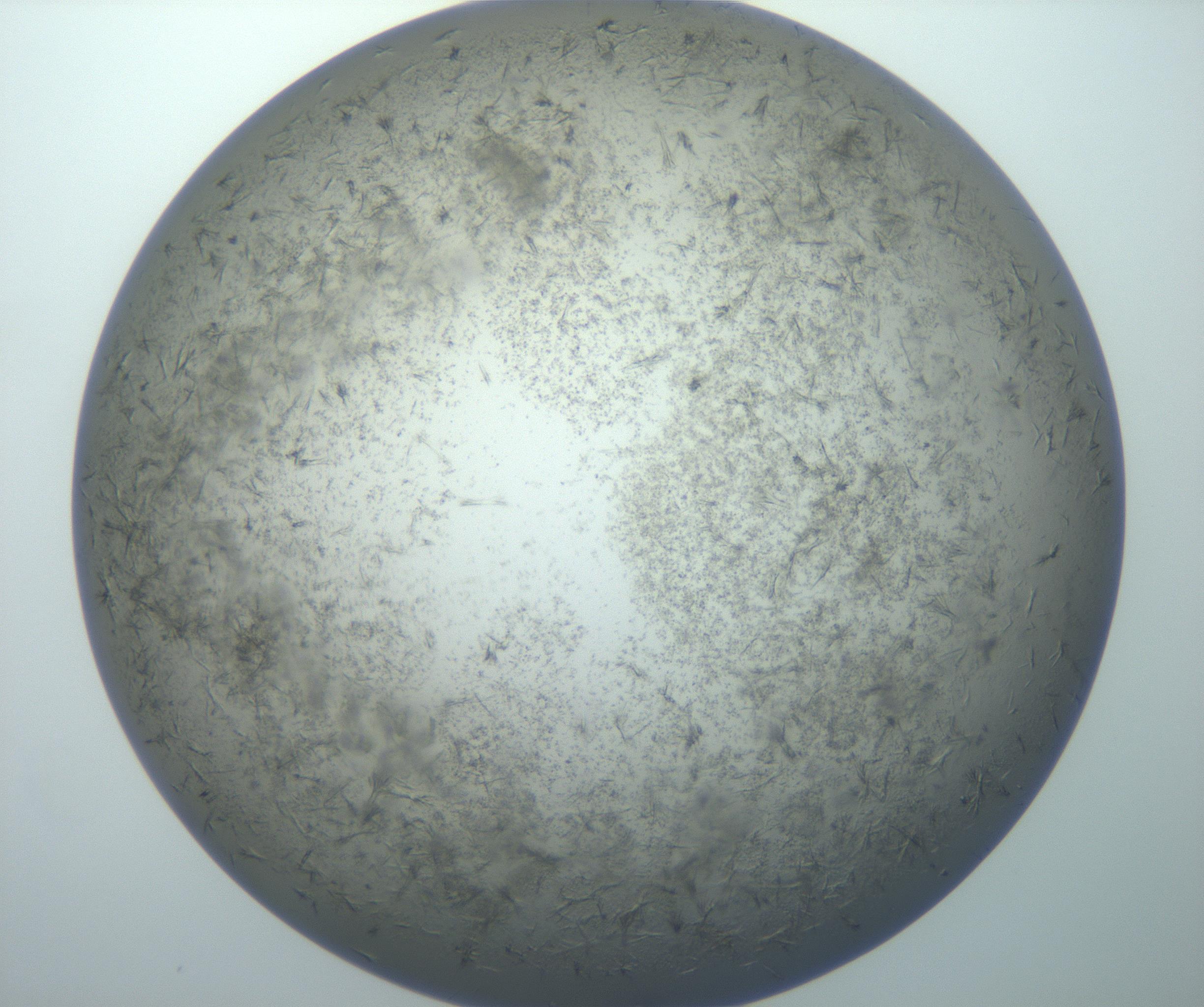 RI01_03_000_0212_Proj1_Clon1_MC_0000MC102866_002_161021_08_07_02_00_99_002_001_RAI.jpg