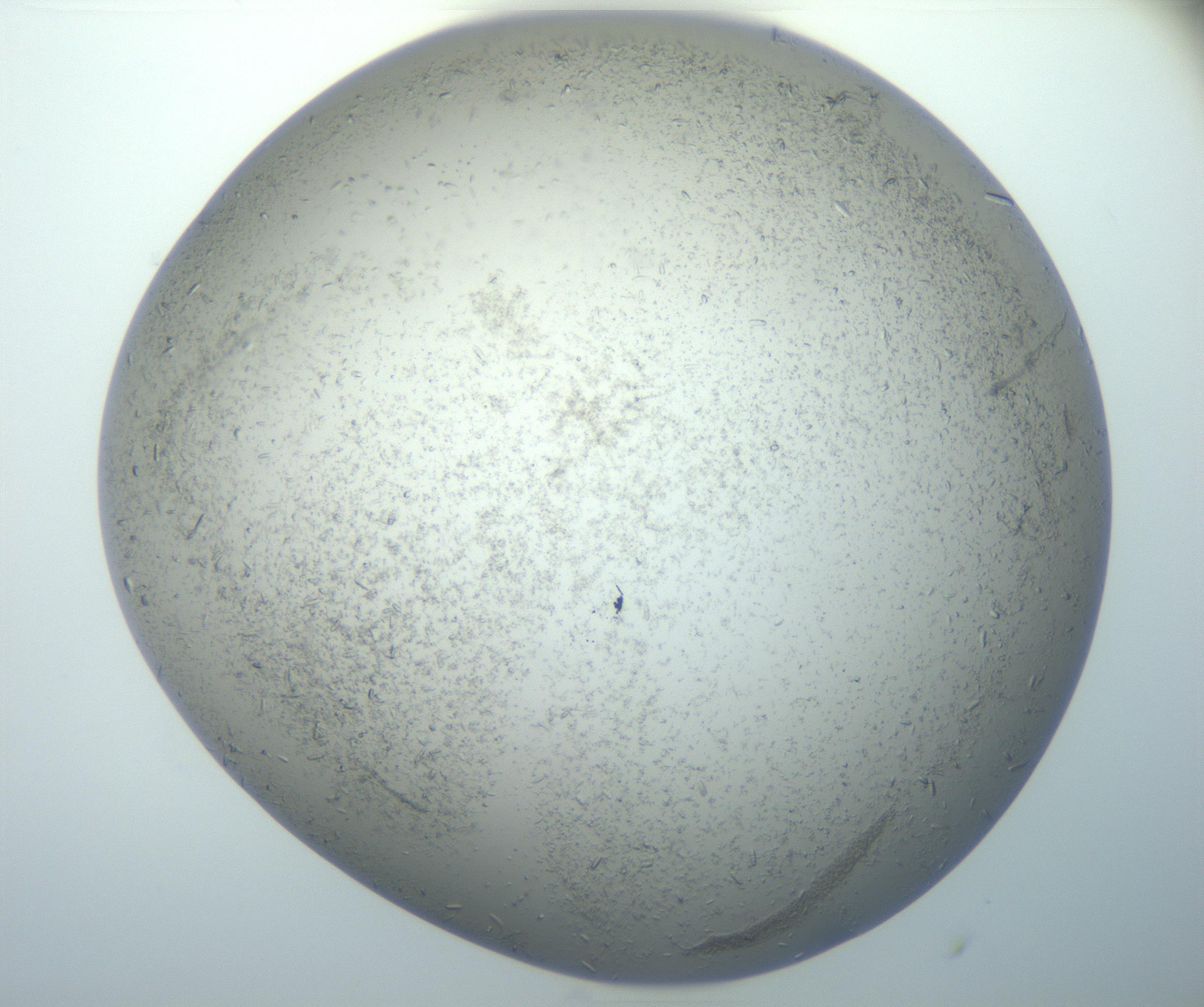 RI01_03_000_0212_Proj1_Clon1_MC_0000MC102866_003_161021_04_02_02_00_99_002_001_RAI.jpg