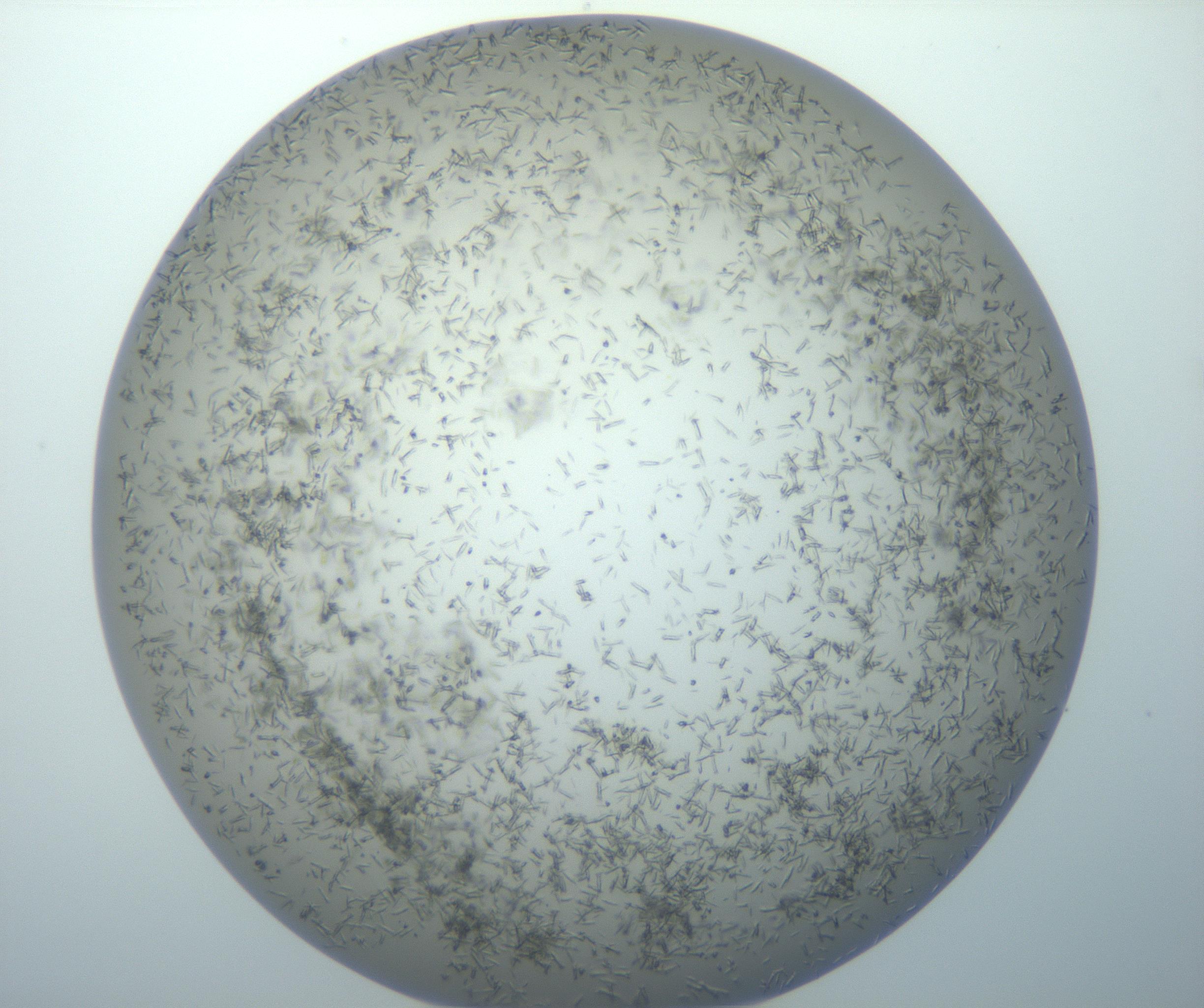 RI01_03_000_0212_Proj1_Clon1_MC_0000MC102866_005_161025_03_02_02_00_99_002_001_RAI.jpg