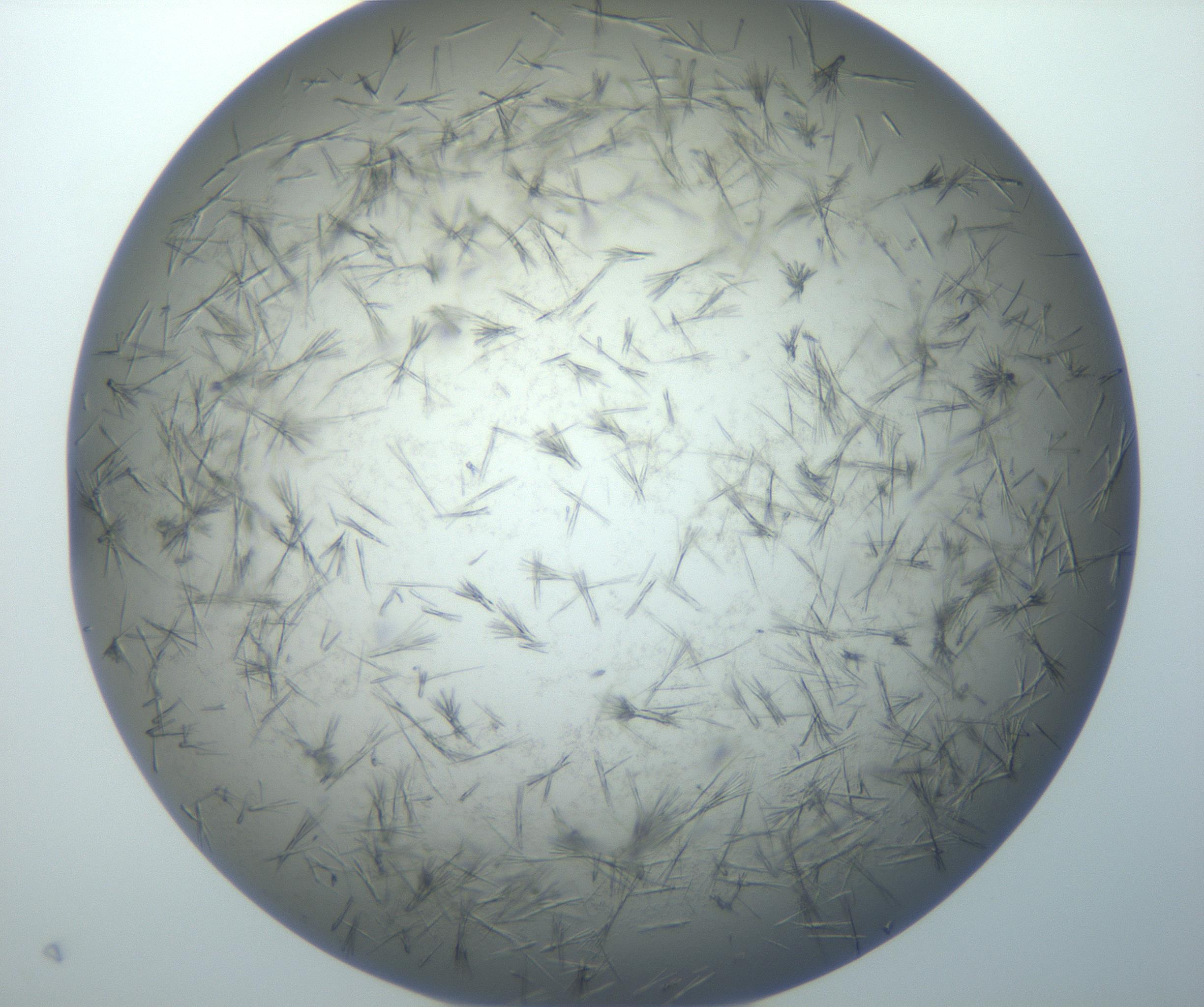 RI01_03_000_0212_Proj1_Clon1_MC_0000MC102866_005_161025_07_05_02_00_99_002_001_RAI.jpg