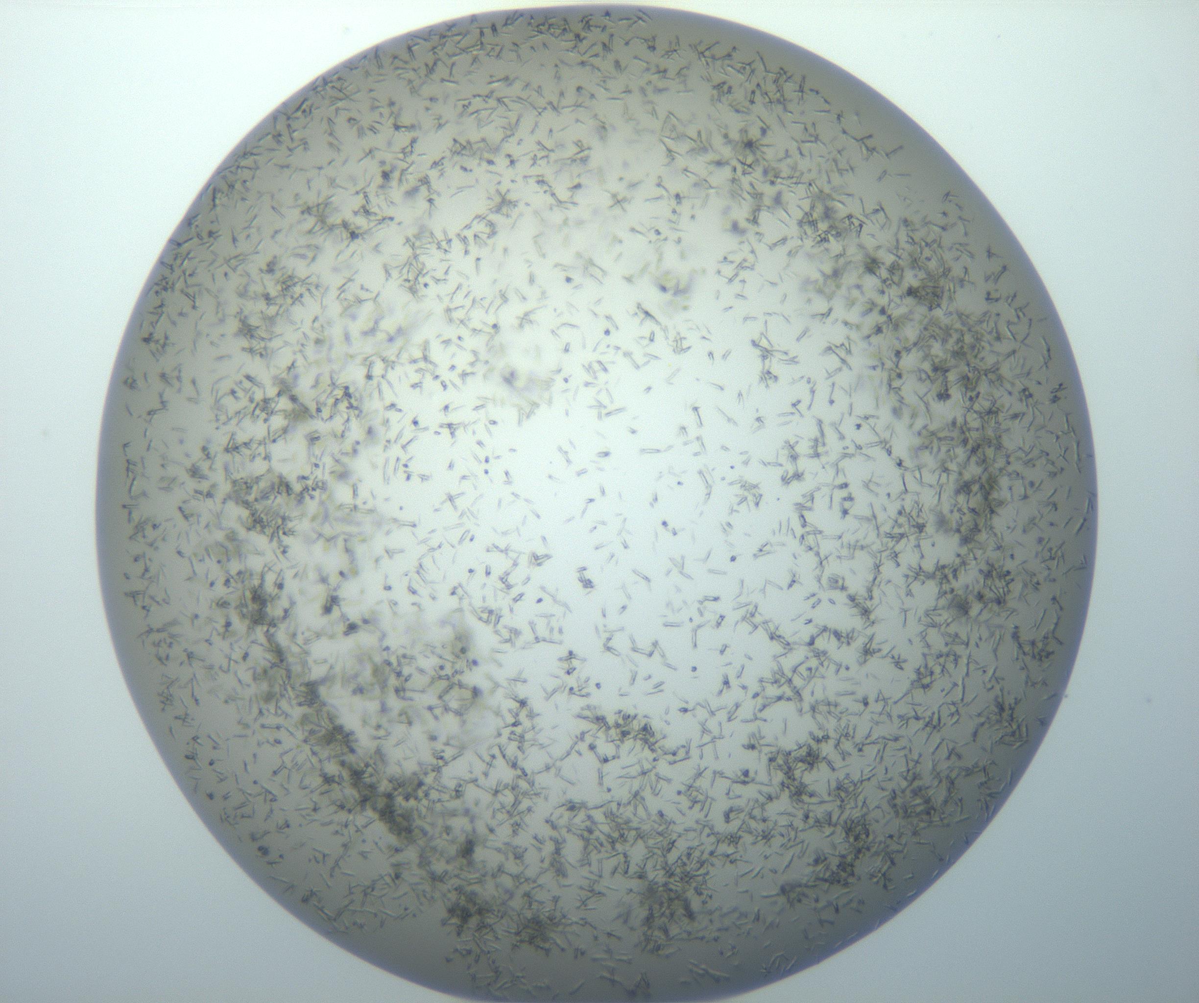 RI01_03_000_0212_Proj1_Clon1_MC_0000MC102866_008_161103_03_02_02_00_99_002_001_RAI.jpg