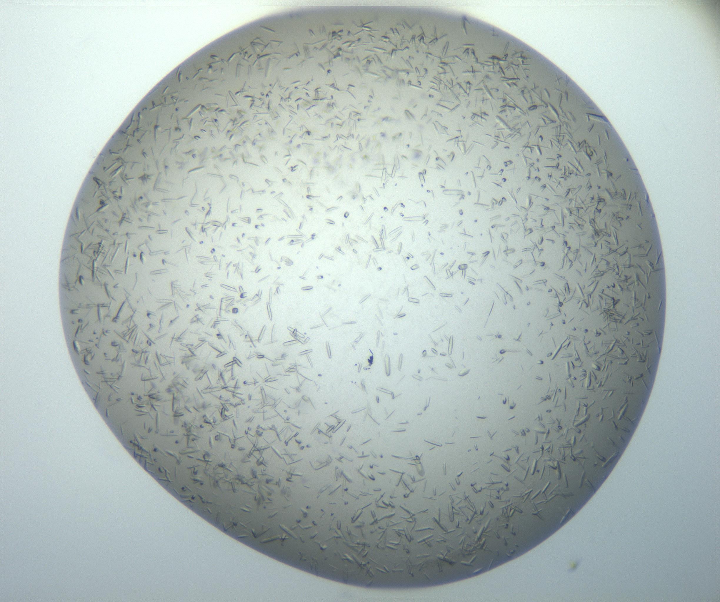 RI01_03_000_0212_Proj1_Clon1_MC_0000MC102866_008_161103_04_02_02_00_99_002_001_RAI.jpg