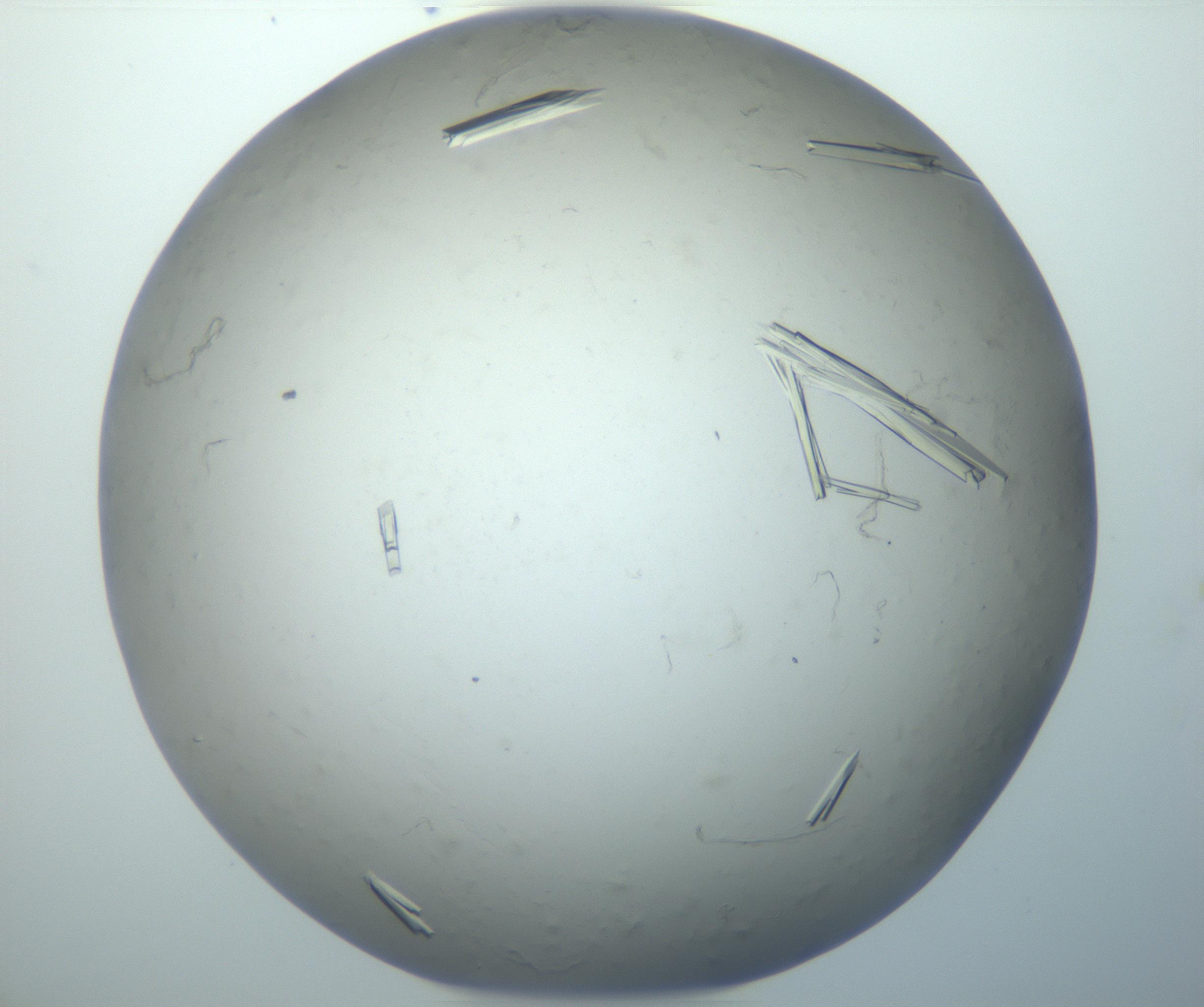 RI01_03_000_0212_Proj1_Clon1_MC_0000MC102866_008_161103_10_05_02_00_99_002_001_RAI.jpg