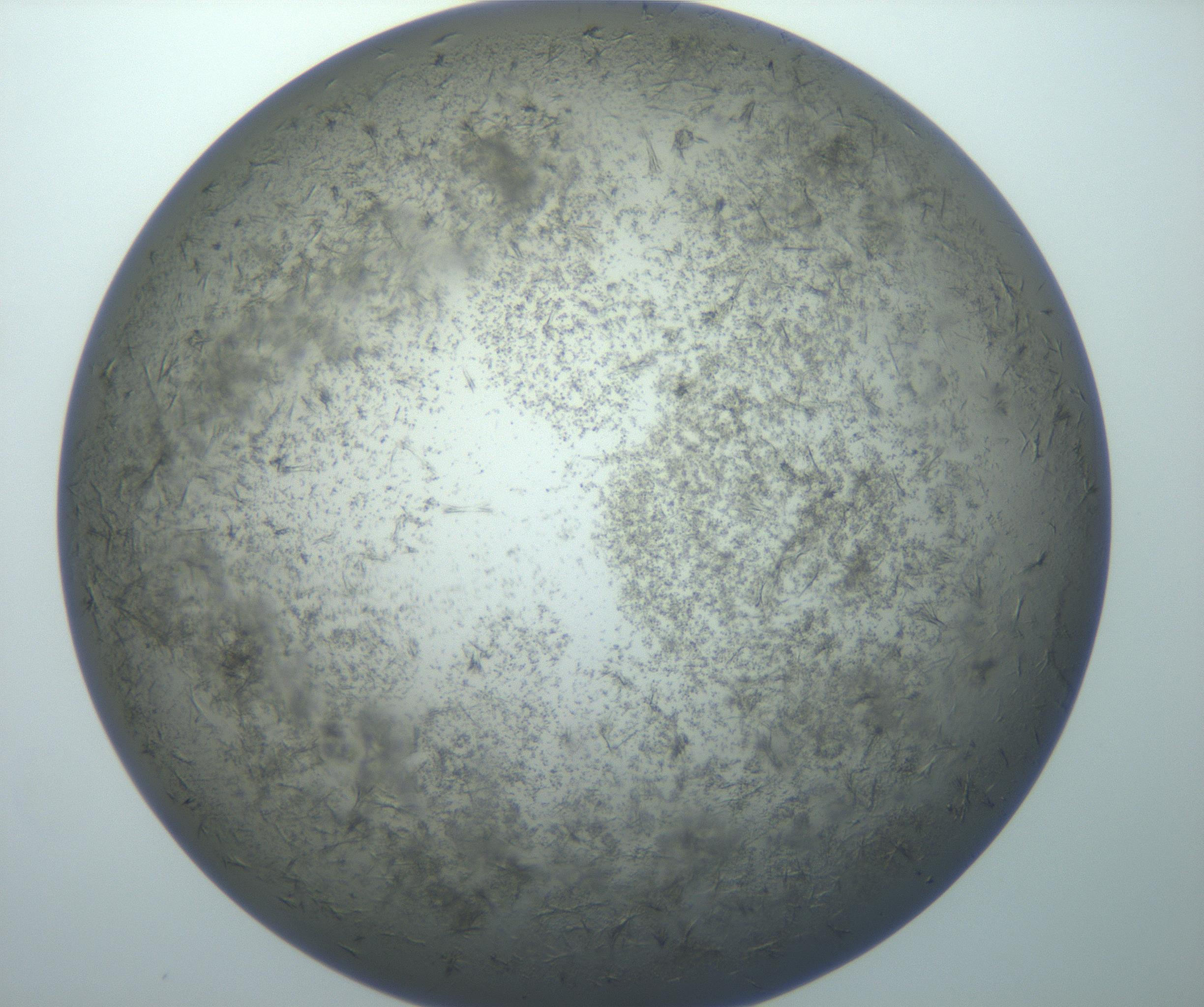 RI01_03_000_0212_Proj1_Clon1_MC_0000MC102866_009_161110_08_07_02_00_99_002_001_RAI.jpg