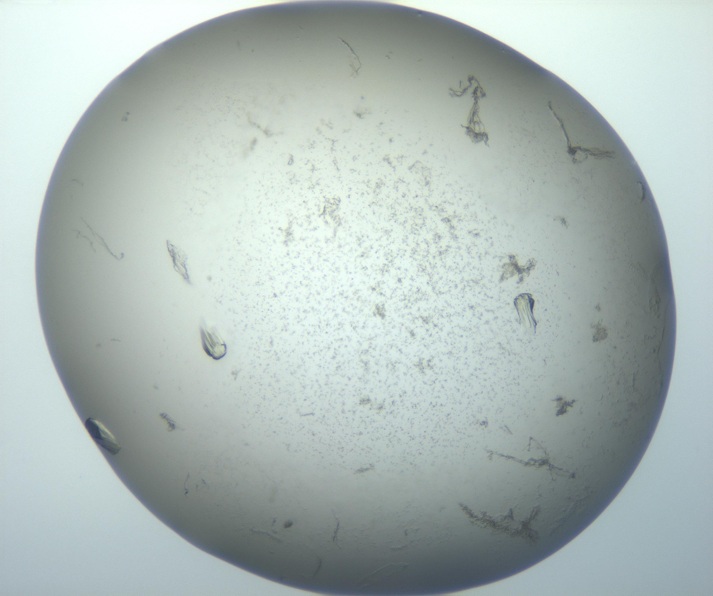 RI01_03_000_0212_Proj1_Clon1_MC_0000MC102866_010_161118_03_03_02_00_99_002_001_RAI.jpg