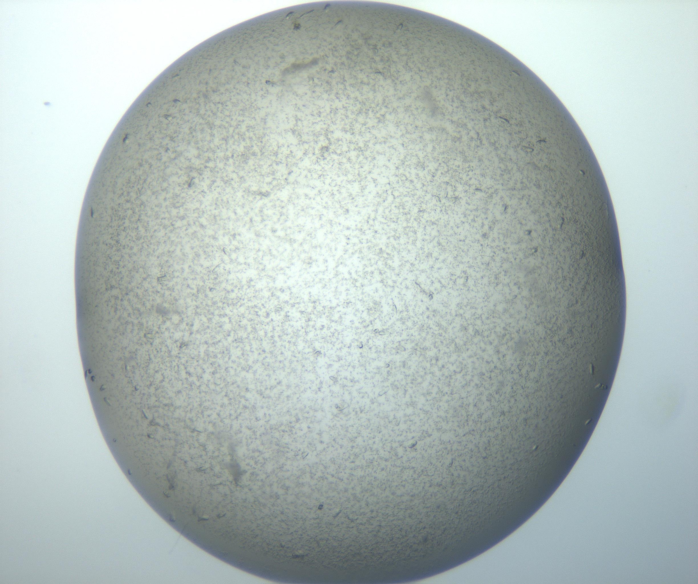 RI01_03_000_0212_Proj1_Clon1_MC_0000MC102866_010_161118_08_05_02_00_99_002_001_RAI.jpg