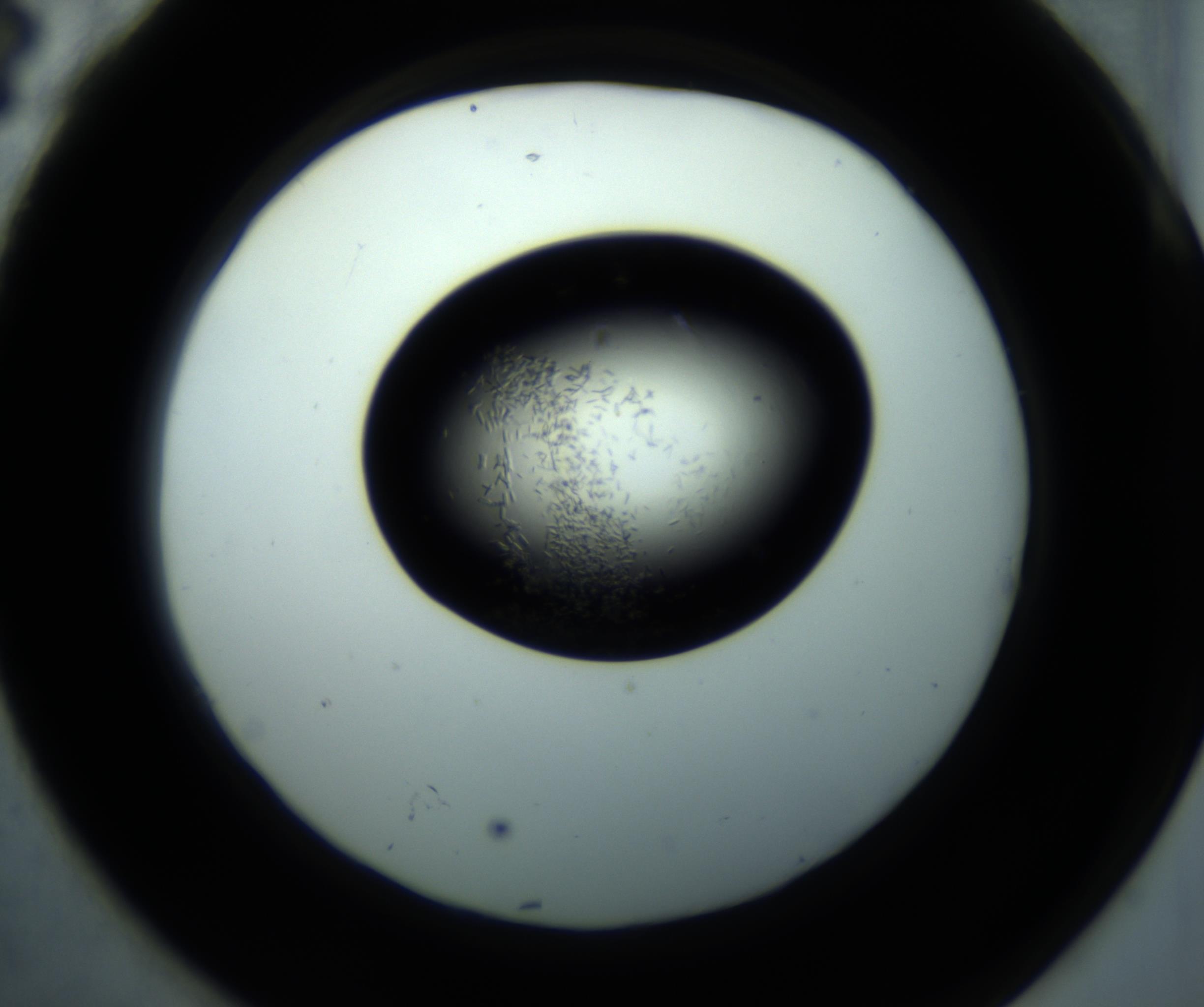RI01_03_000_0212_Proj1_Clon1_MC_0000MC102867_001_161020_04_07_02_00_98_002_001_RAI.jpg