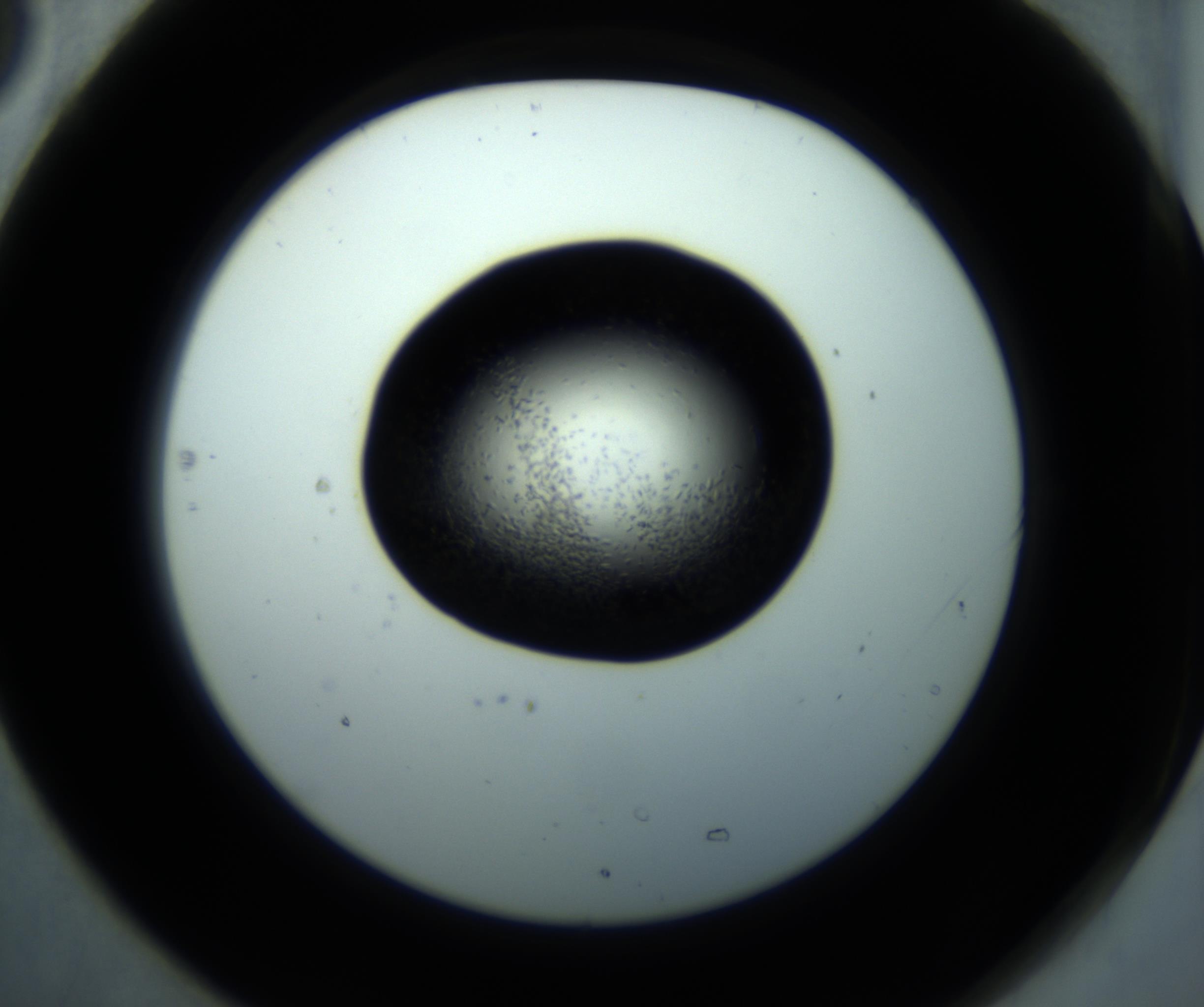 RI01_03_000_0212_Proj1_Clon1_MC_0000MC102867_001_161020_05_07_02_00_98_002_001_RAI.jpg