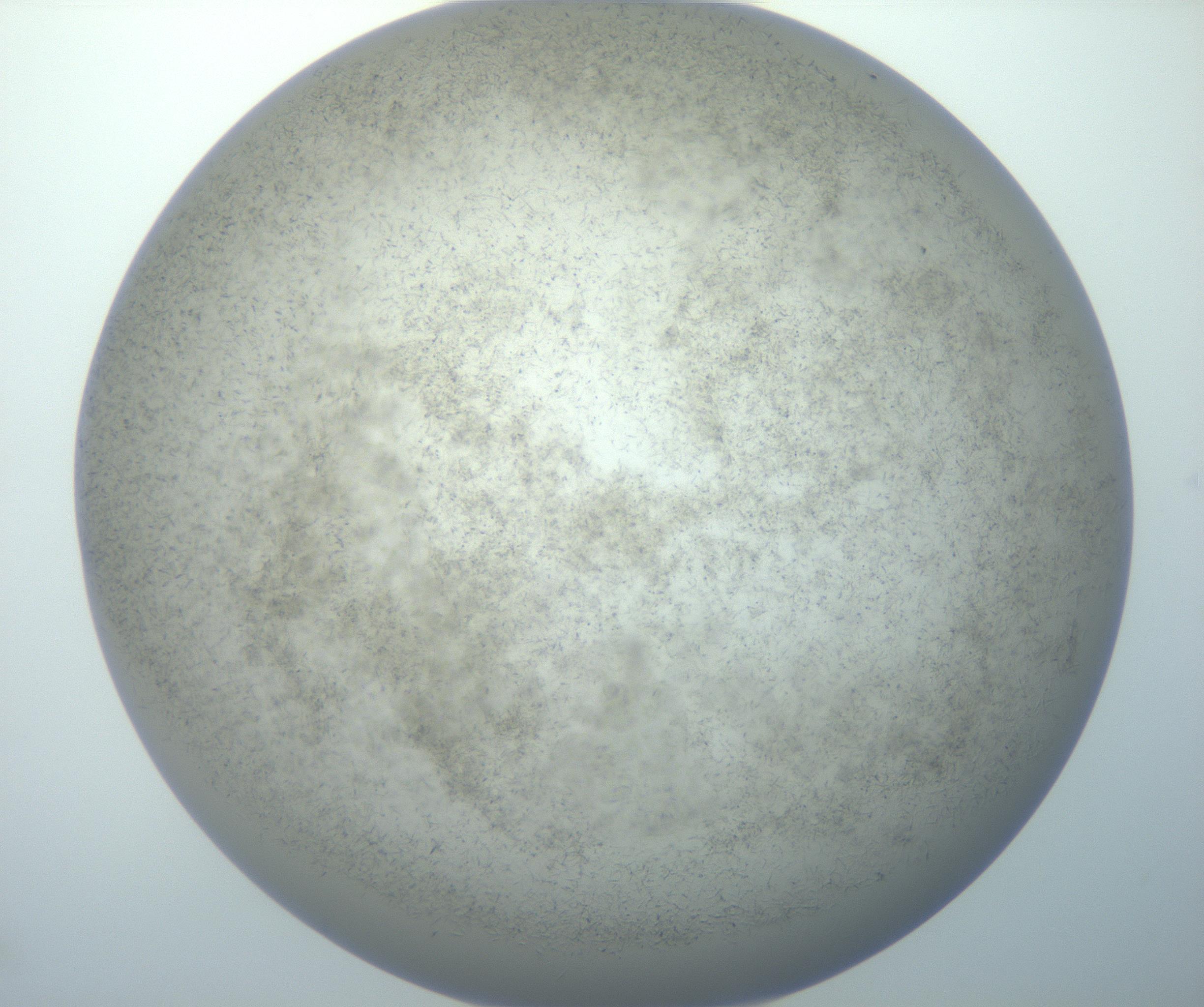 RI01_03_000_0212_Proj1_Clon1_MC_0000MC102867_002_161021_01_06_02_00_99_002_001_RAI.jpg