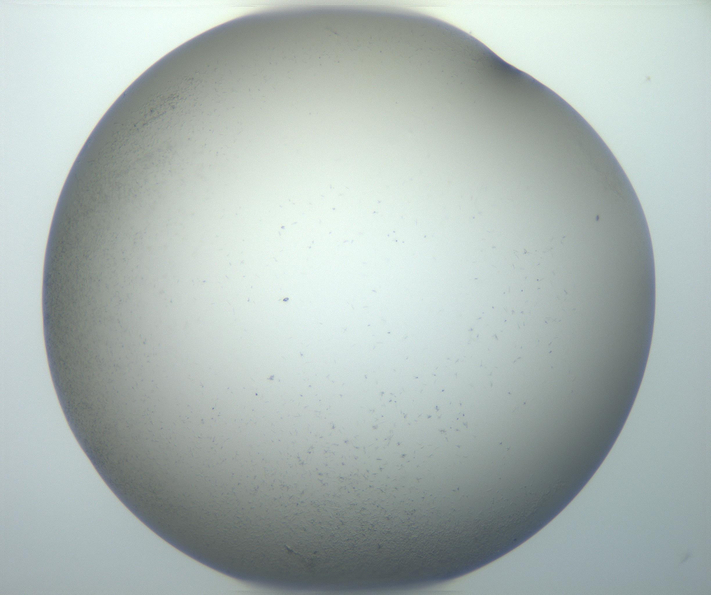 RI01_03_000_0212_Proj1_Clon1_MC_0000MC102867_002_161021_01_08_02_00_99_002_001_RAI.jpg