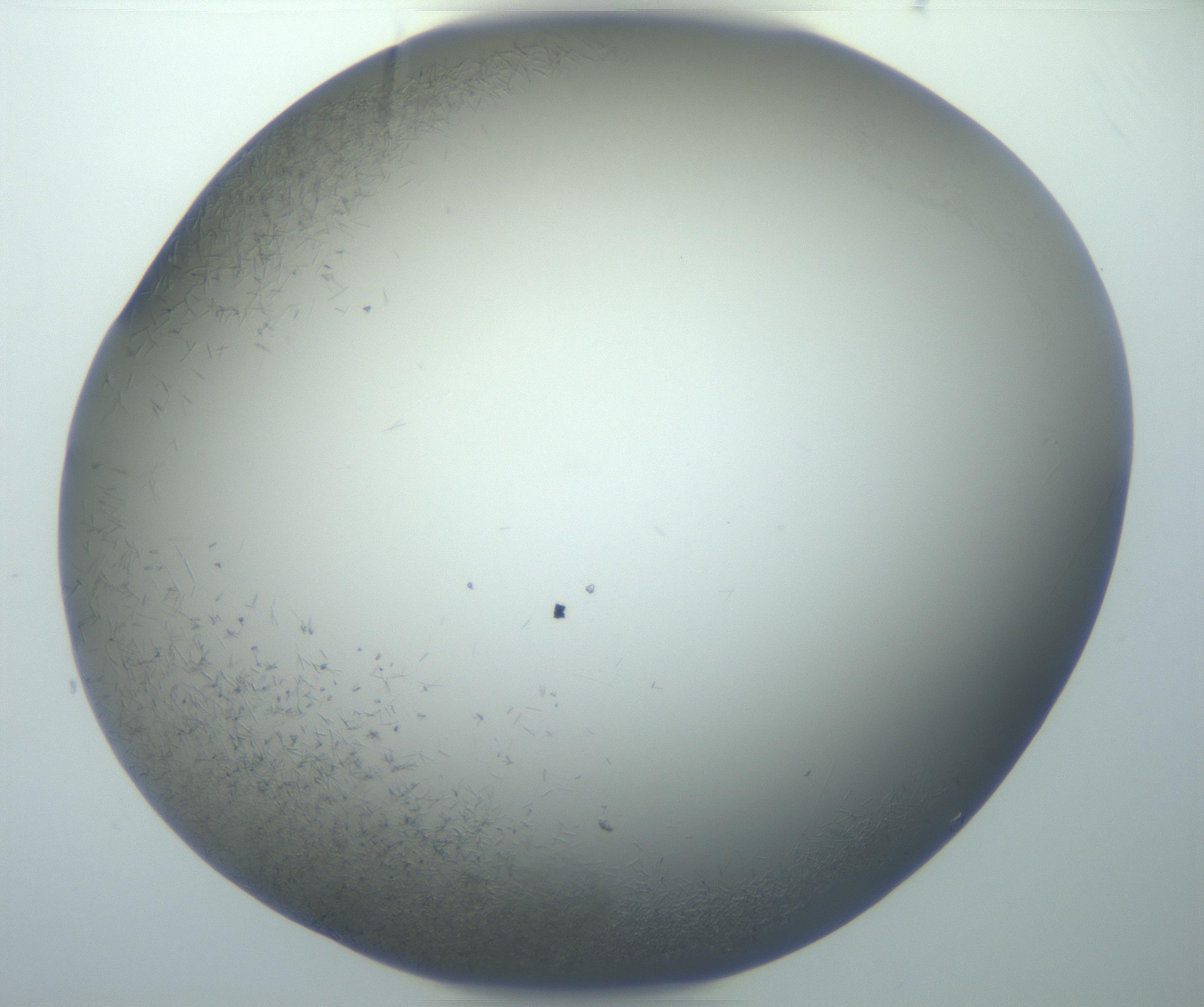 RI01_03_000_0212_Proj1_Clon1_MC_0000MC102867_002_161021_02_08_02_00_99_002_001_RAI.jpg