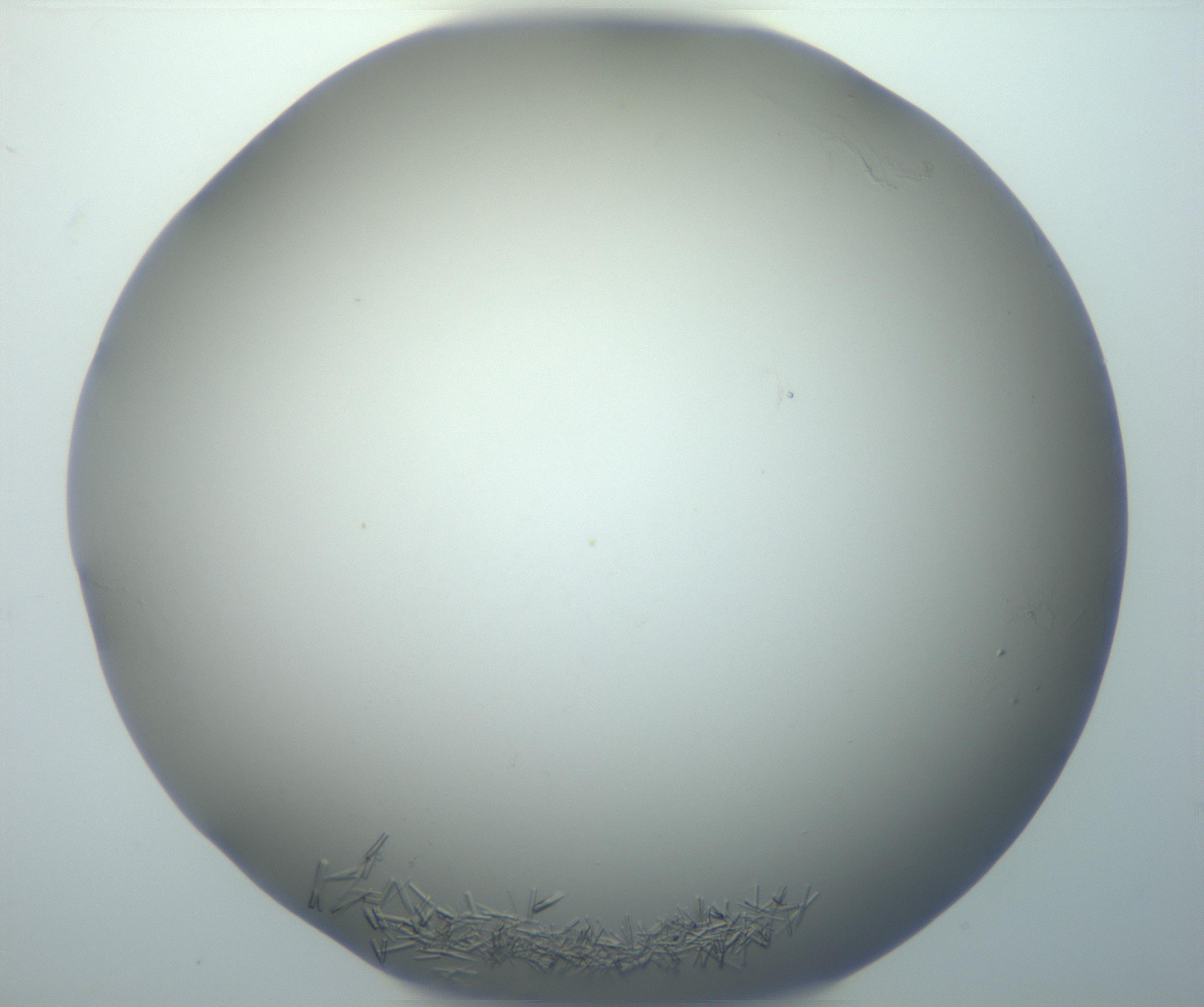 RI01_03_000_0212_Proj1_Clon1_MC_0000MC102867_002_161021_03_07_02_00_99_002_001_RAI.jpg