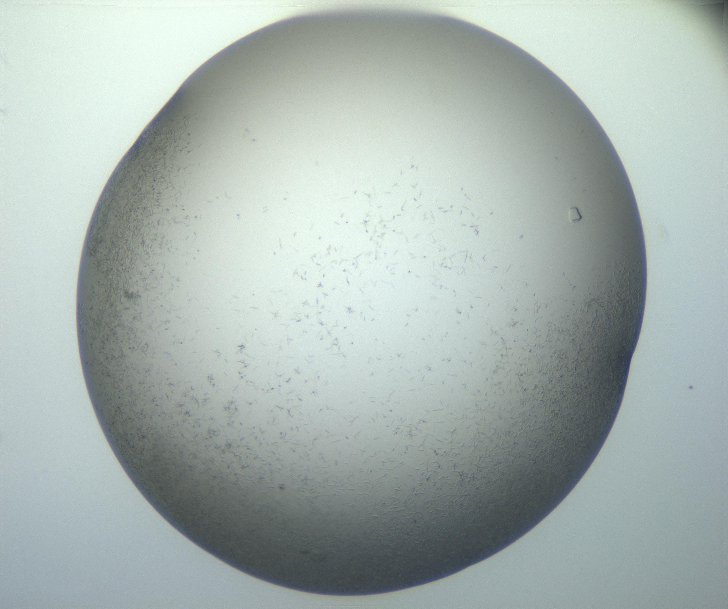 RI01_03_000_0212_Proj1_Clon1_MC_0000MC102867_002_161021_06_08_02_00_99_002_001_RAI.jpg