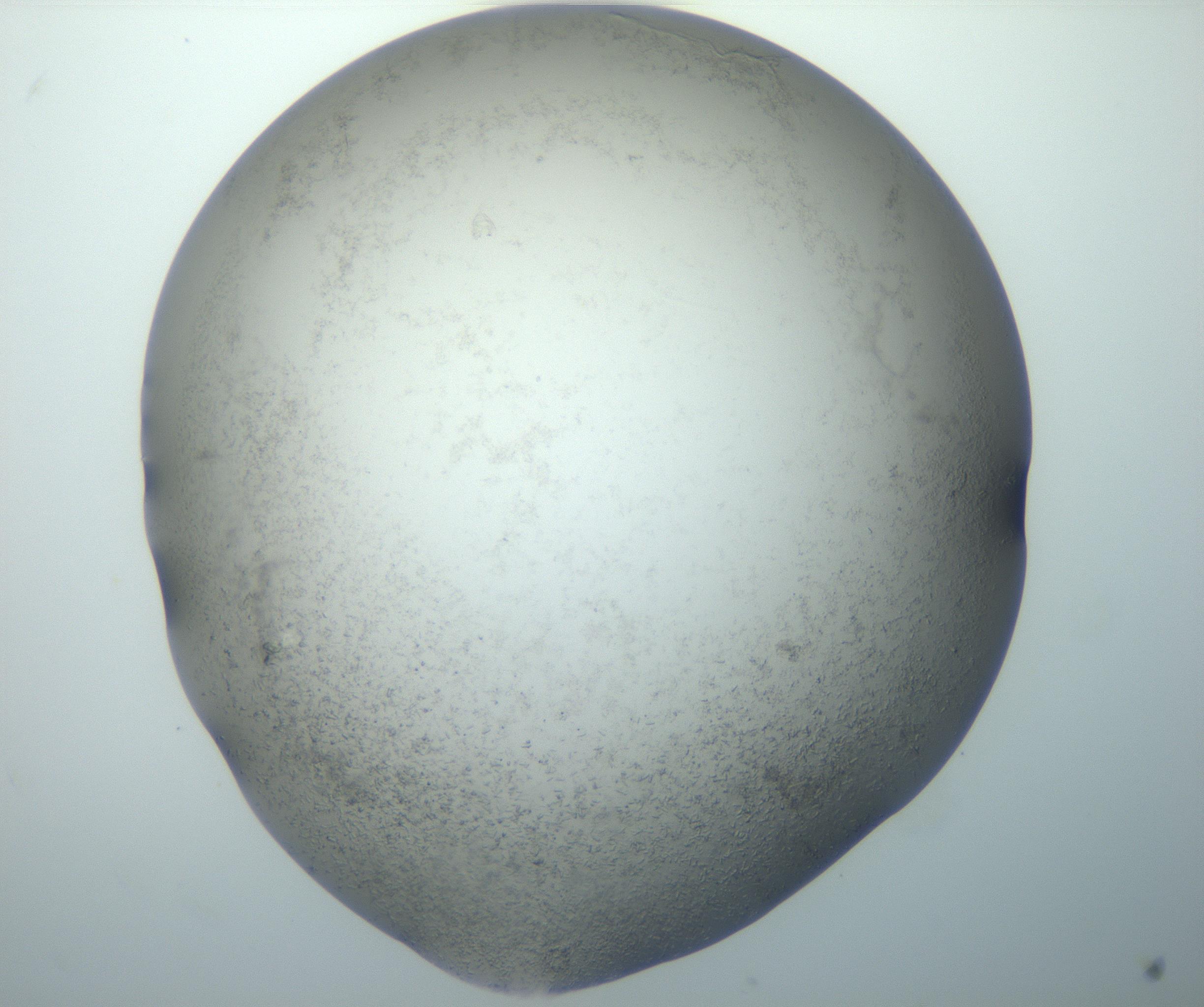 RI01_03_000_0212_Proj1_Clon1_MC_0000MC102867_002_161021_09_03_02_00_99_002_001_RAI.jpg