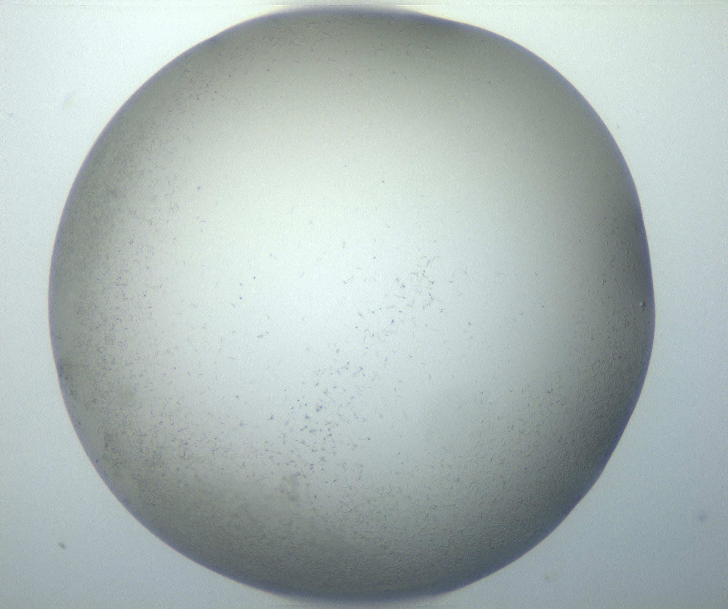 RI01_03_000_0212_Proj1_Clon1_MC_0000MC102867_002_161021_09_04_02_00_99_002_001_RAI.jpg