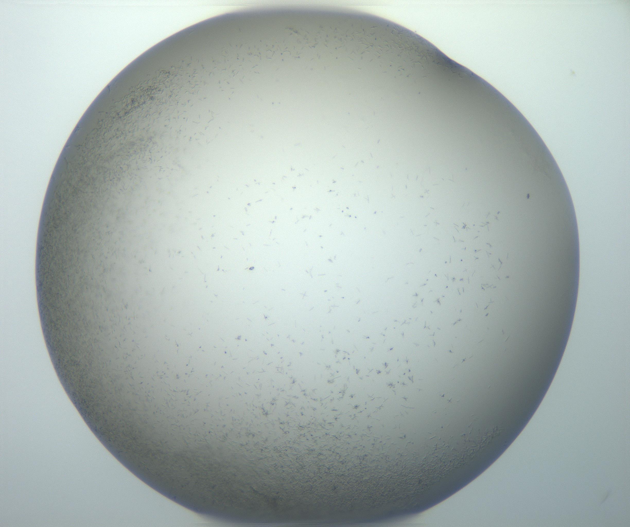 RI01_03_000_0212_Proj1_Clon1_MC_0000MC102867_003_161021_01_08_02_00_99_002_001_RAI.jpg