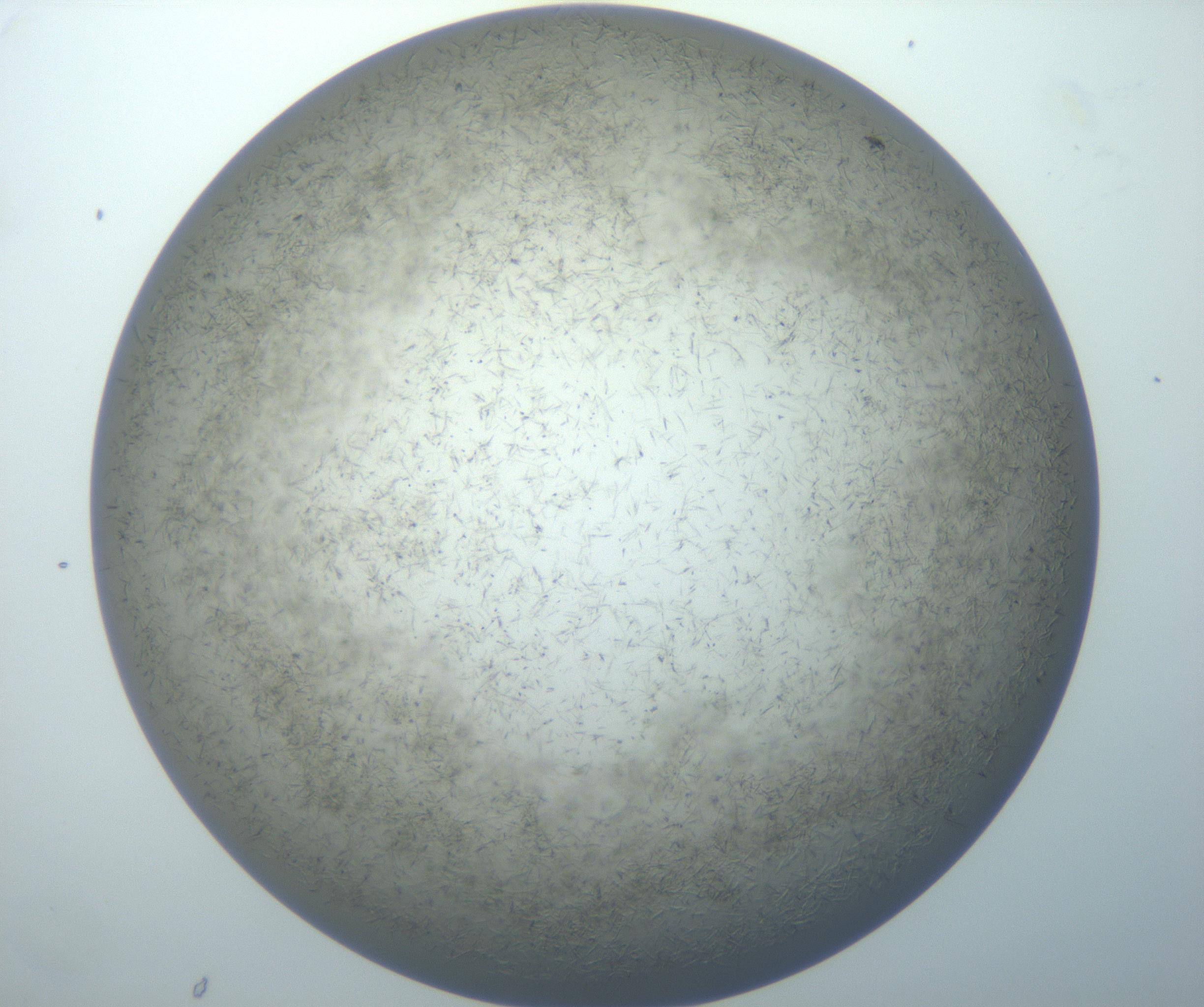 RI01_03_000_0212_Proj1_Clon1_MC_0000MC102867_003_161021_07_06_02_00_99_002_001_RAI.jpg