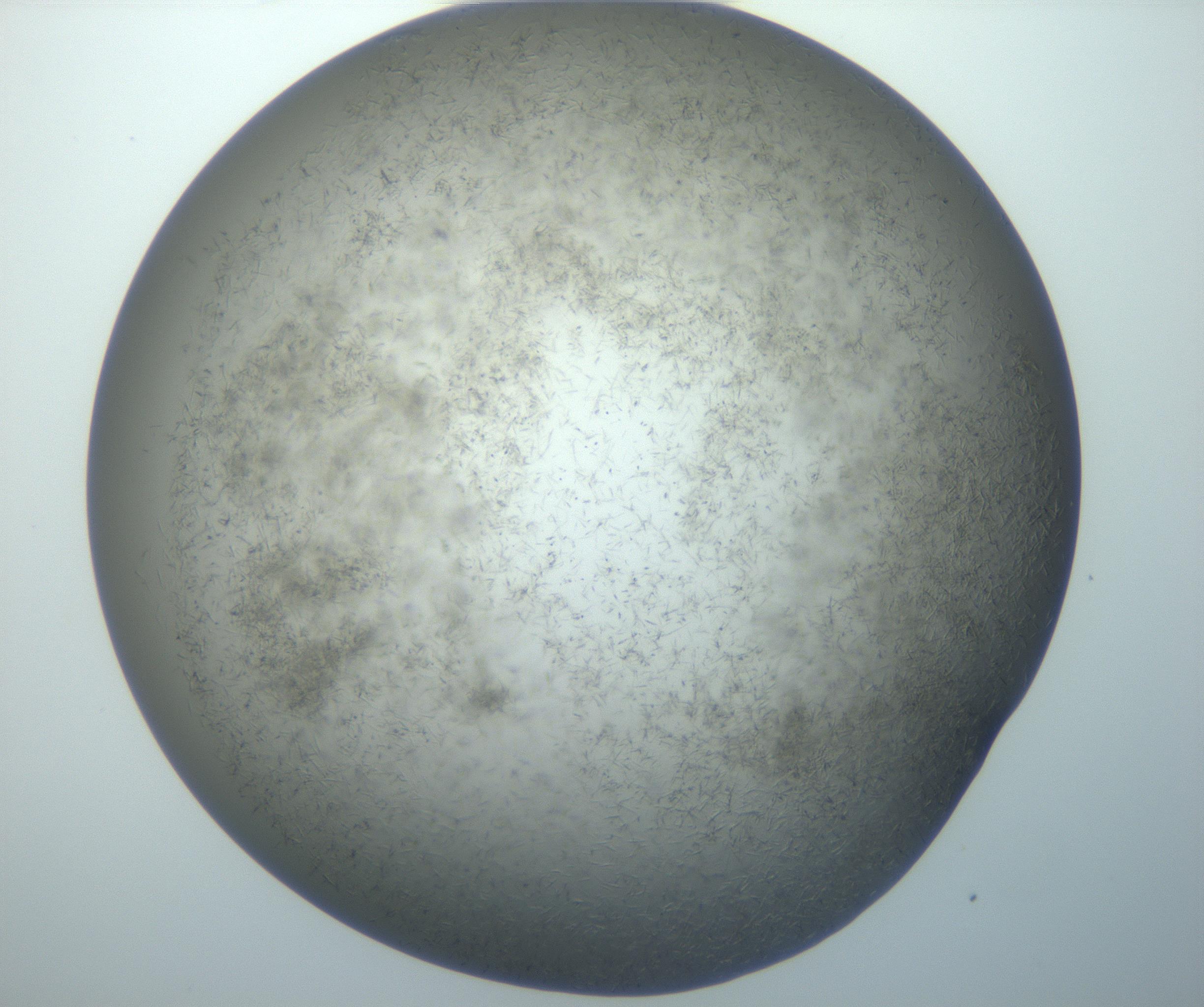 RI01_03_000_0212_Proj1_Clon1_MC_0000MC102867_003_161021_10_06_02_00_99_002_001_RAI.jpg