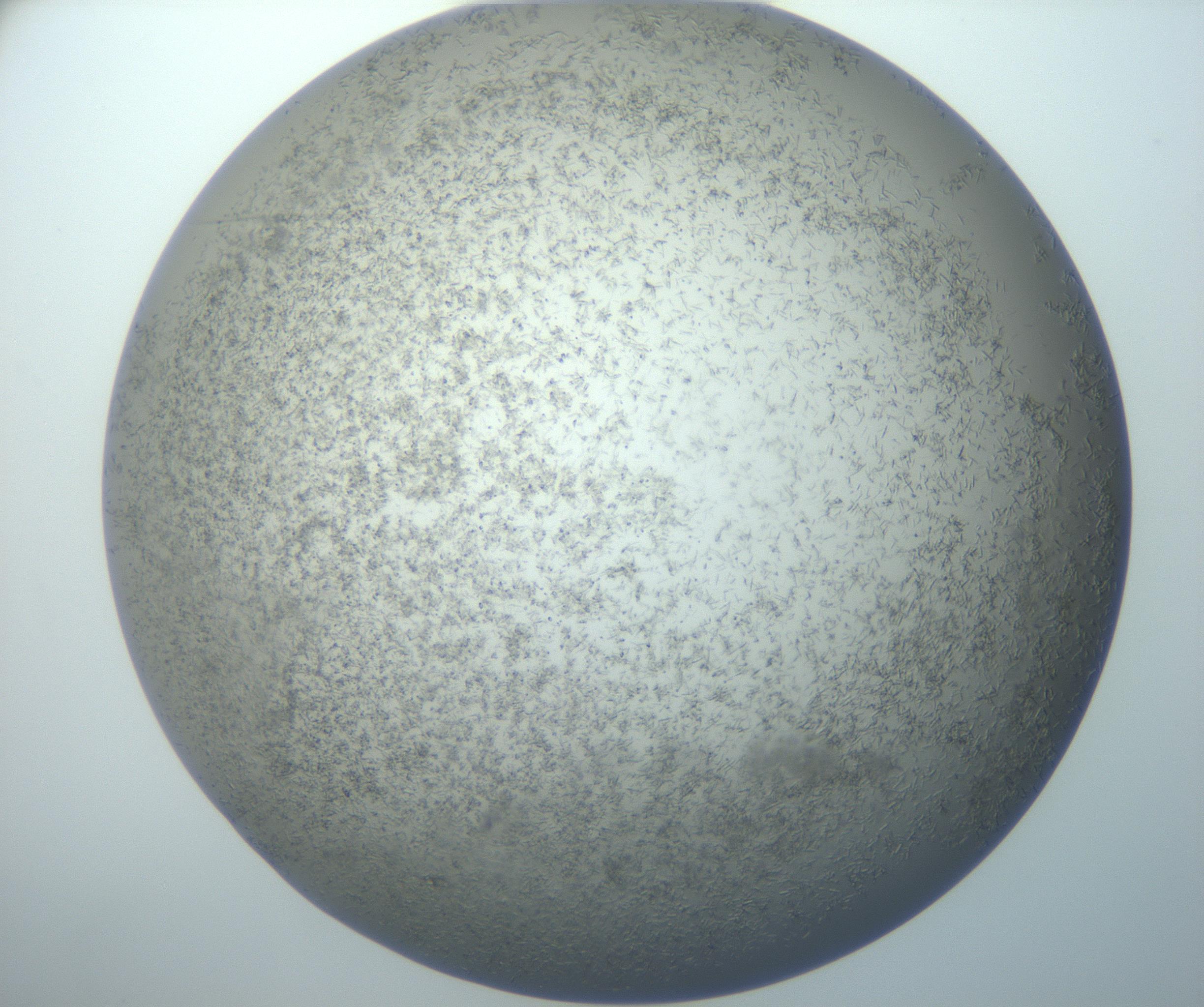 RI01_03_000_0212_Proj1_Clon1_MC_0000MC102867_003_161021_10_07_02_00_99_002_001_RAI.jpg