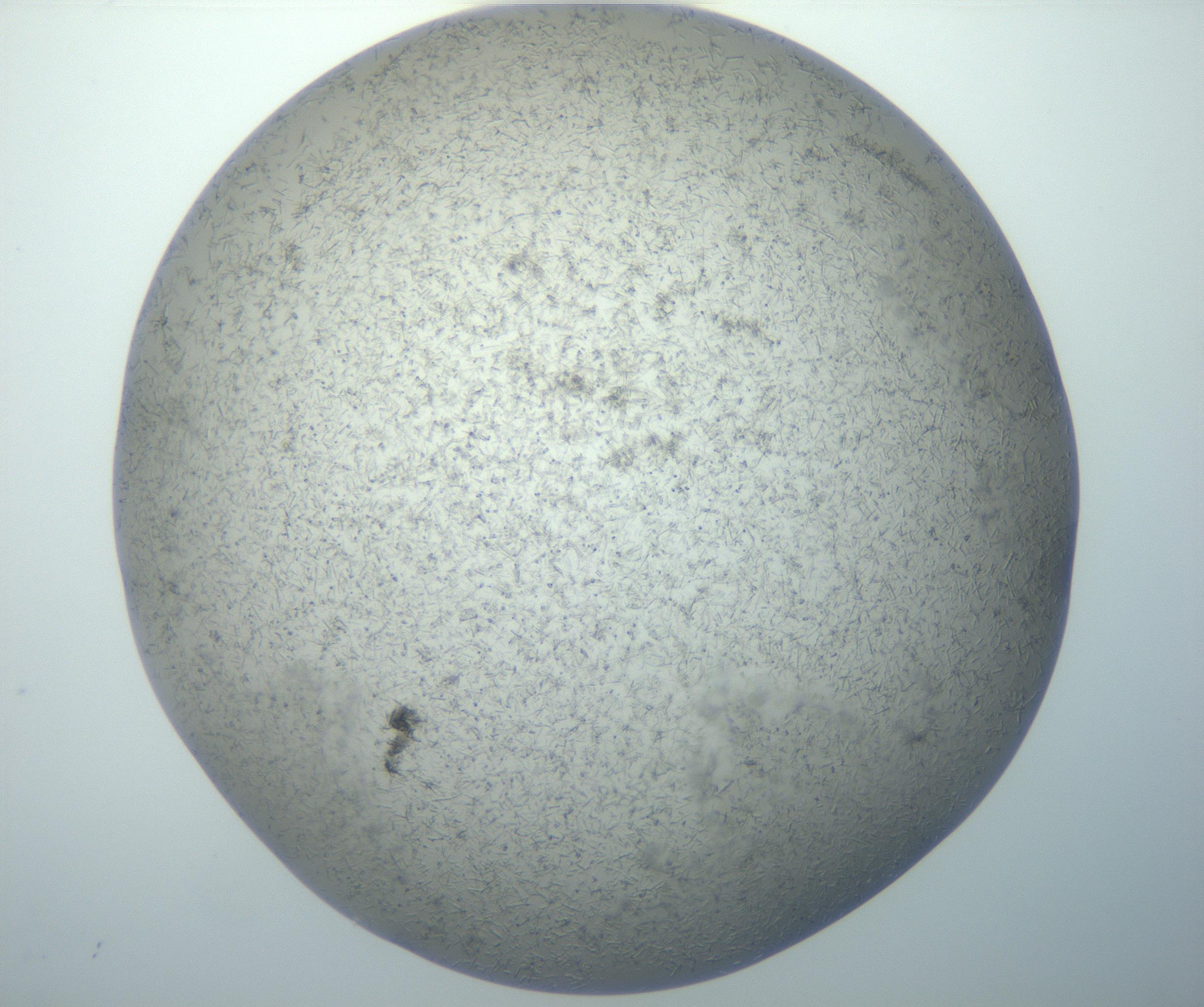 RI01_03_000_0212_Proj1_Clon1_MC_0000MC102867_003_161021_12_06_02_00_99_002_001_RAI.jpg