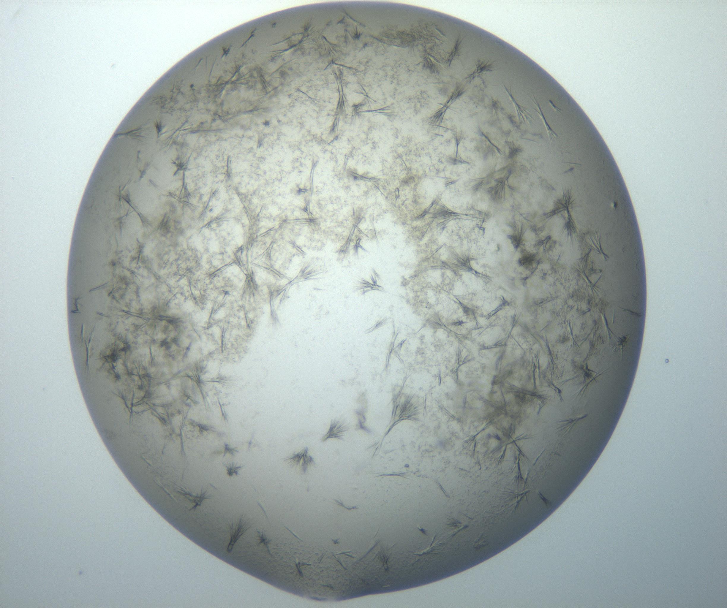 RI01_03_000_0212_Proj1_Clon1_MC_0000MC102867_006_161025_10_03_02_00_99_002_001_RAI.jpg