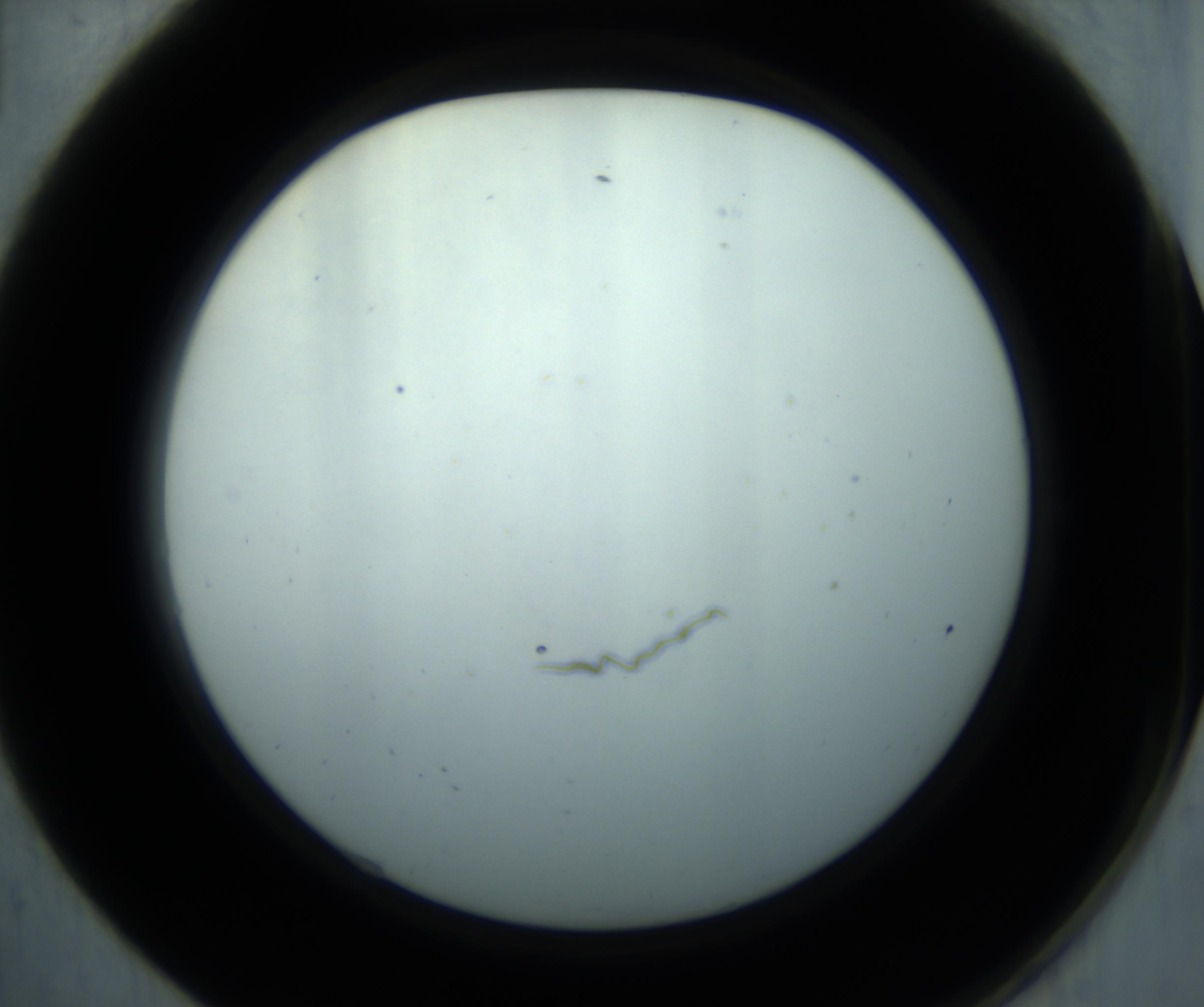 RI01_03_000_0212_Proj1_Clon1_MC_0000MC102869_001_161021_01_01_02_00_98_002_001_RAI.jpg
