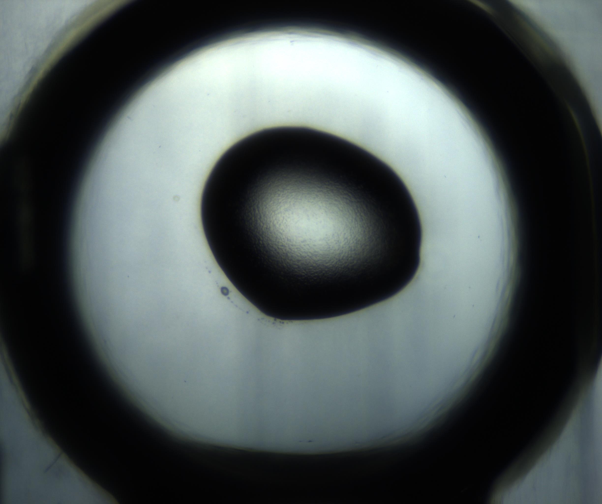 RI01_03_000_0212_Proj1_Clon1_MC_0000MC102869_001_161021_01_08_01_00_98_002_001_RAI.jpg