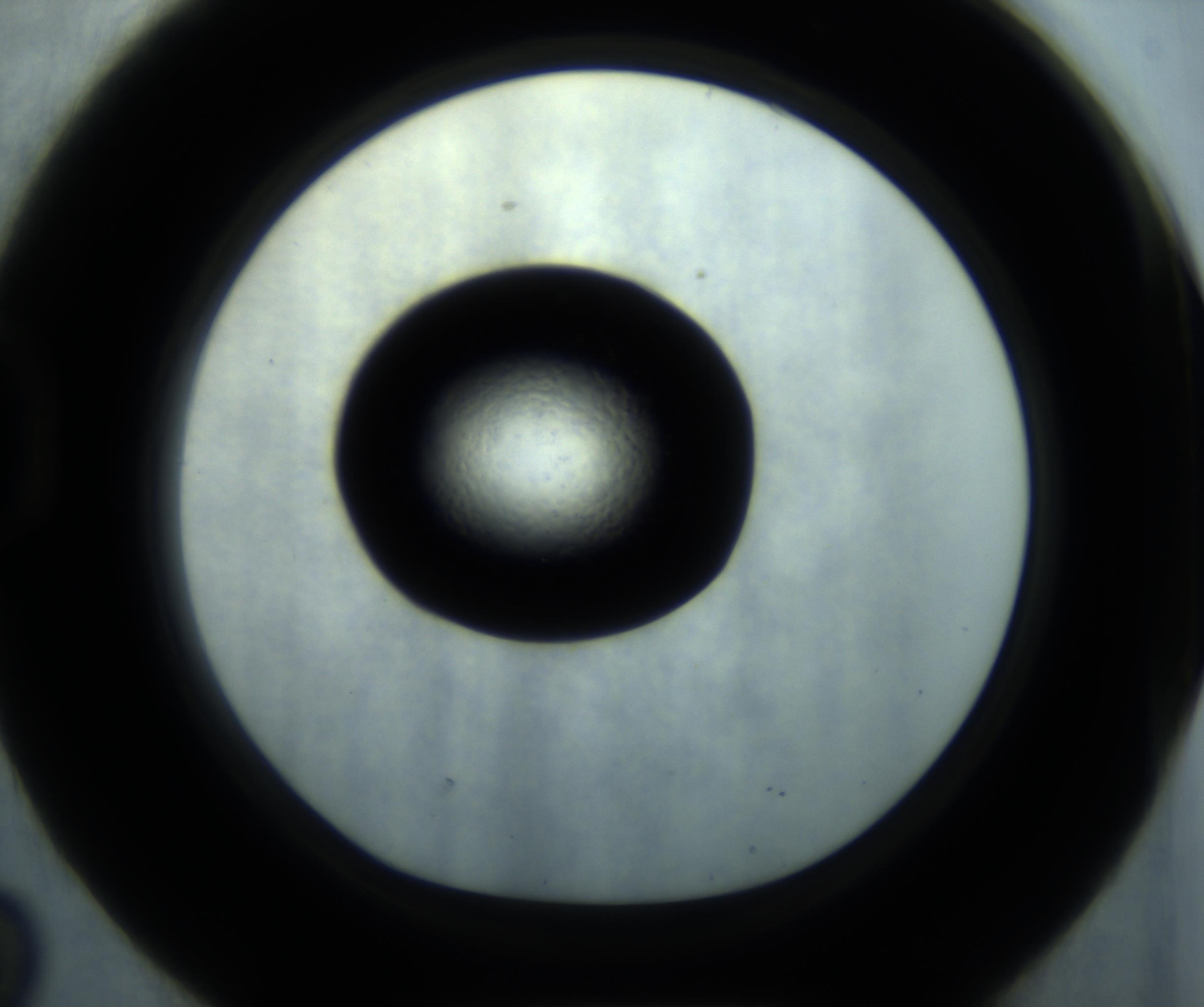 RI01_03_000_0212_Proj1_Clon1_MC_0000MC102869_001_161021_02_04_01_00_98_002_001_RAI.jpg