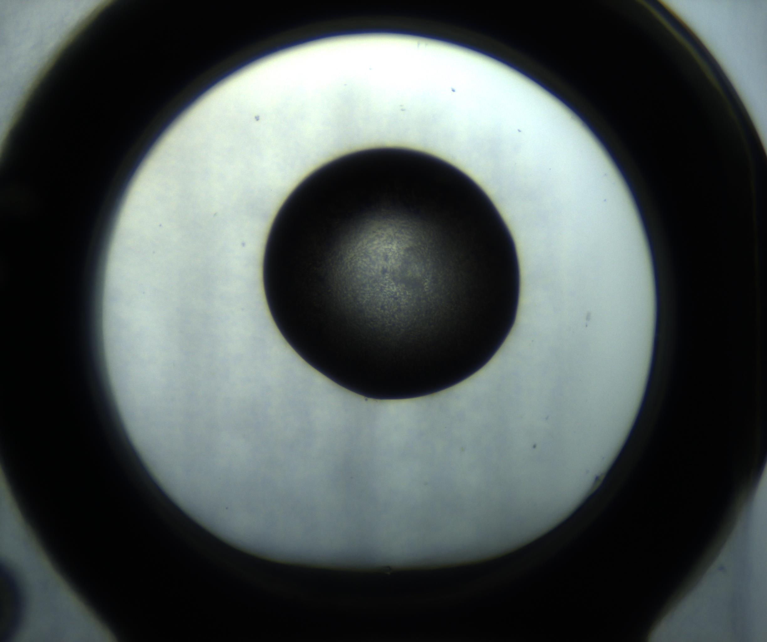 RI01_03_000_0212_Proj1_Clon1_MC_0000MC102869_001_161021_02_06_01_00_98_002_001_RAI.jpg
