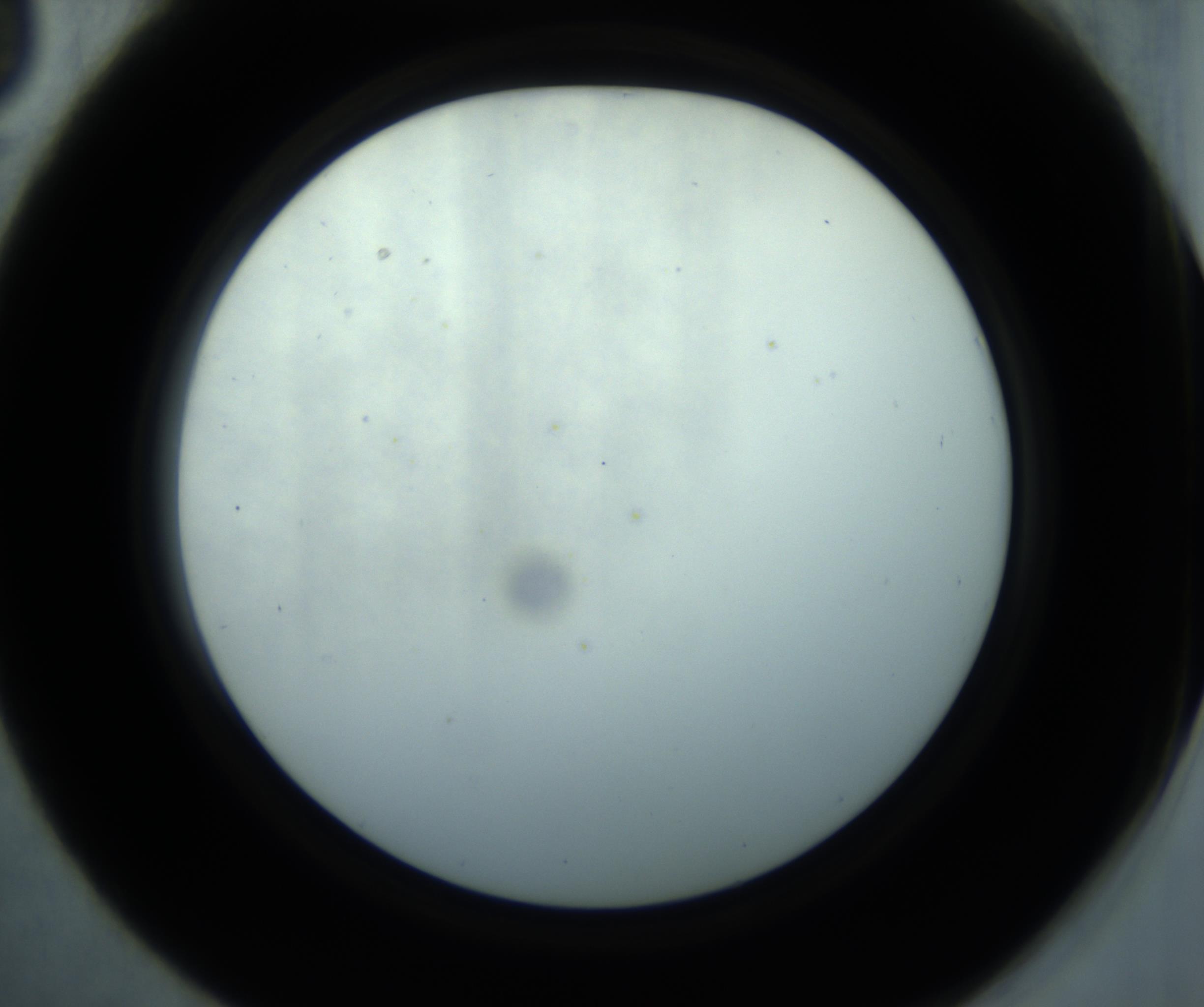 RI01_03_000_0212_Proj1_Clon1_MC_0000MC102869_001_161021_03_03_02_00_98_002_001_RAI.jpg