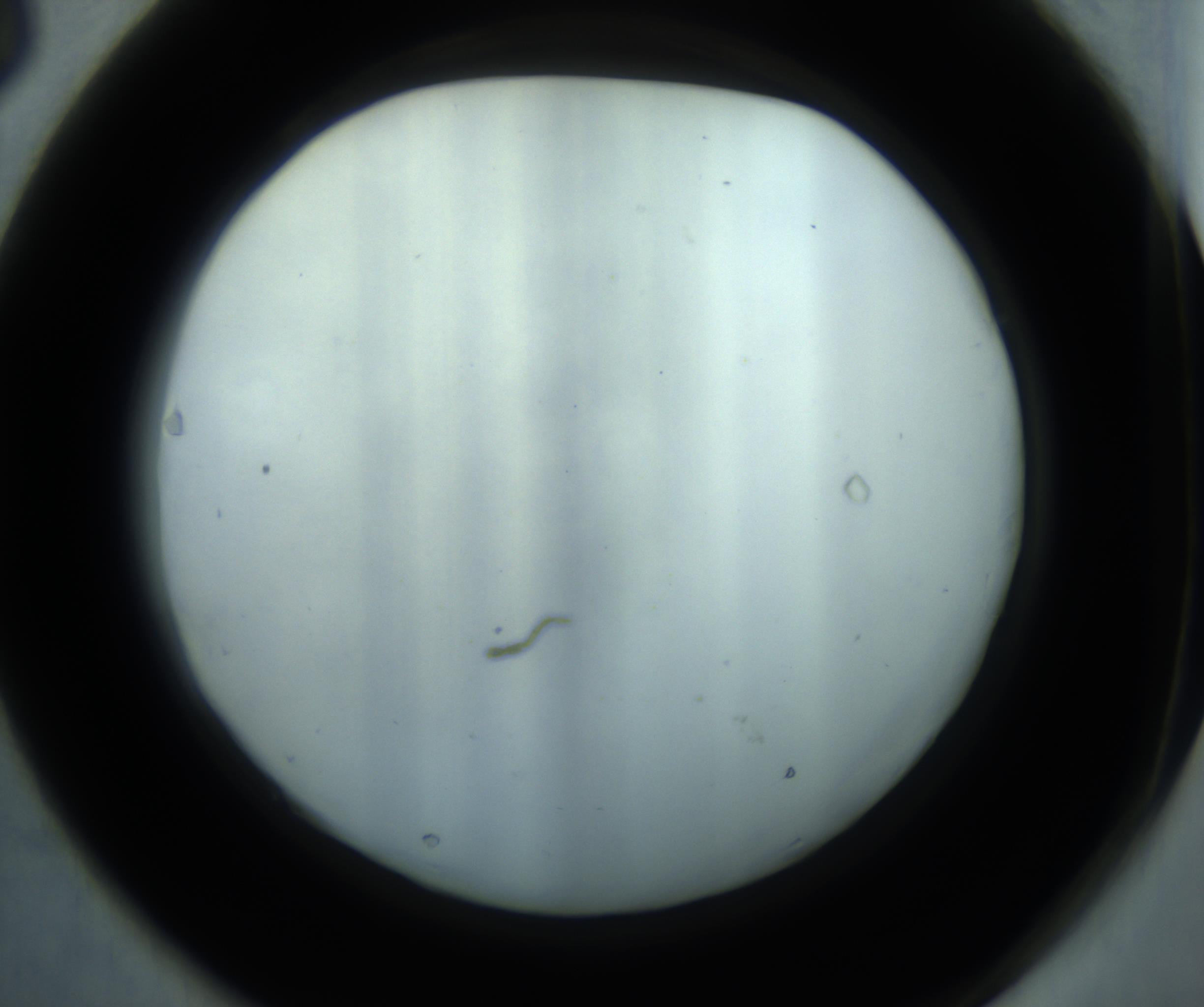 RI01_03_000_0212_Proj1_Clon1_MC_0000MC102869_001_161021_03_06_02_00_98_002_001_RAI.jpg