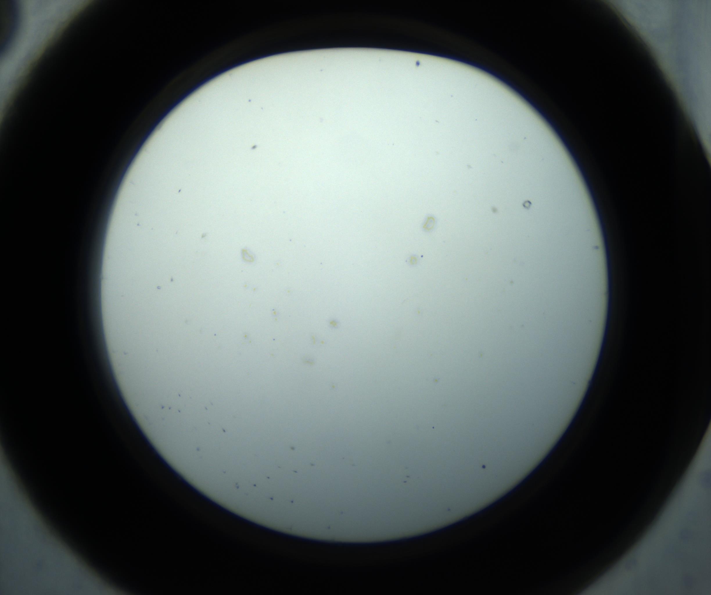 RI01_03_000_0212_Proj1_Clon1_MC_0000MC102869_001_161021_08_01_02_00_98_002_001_RAI.jpg