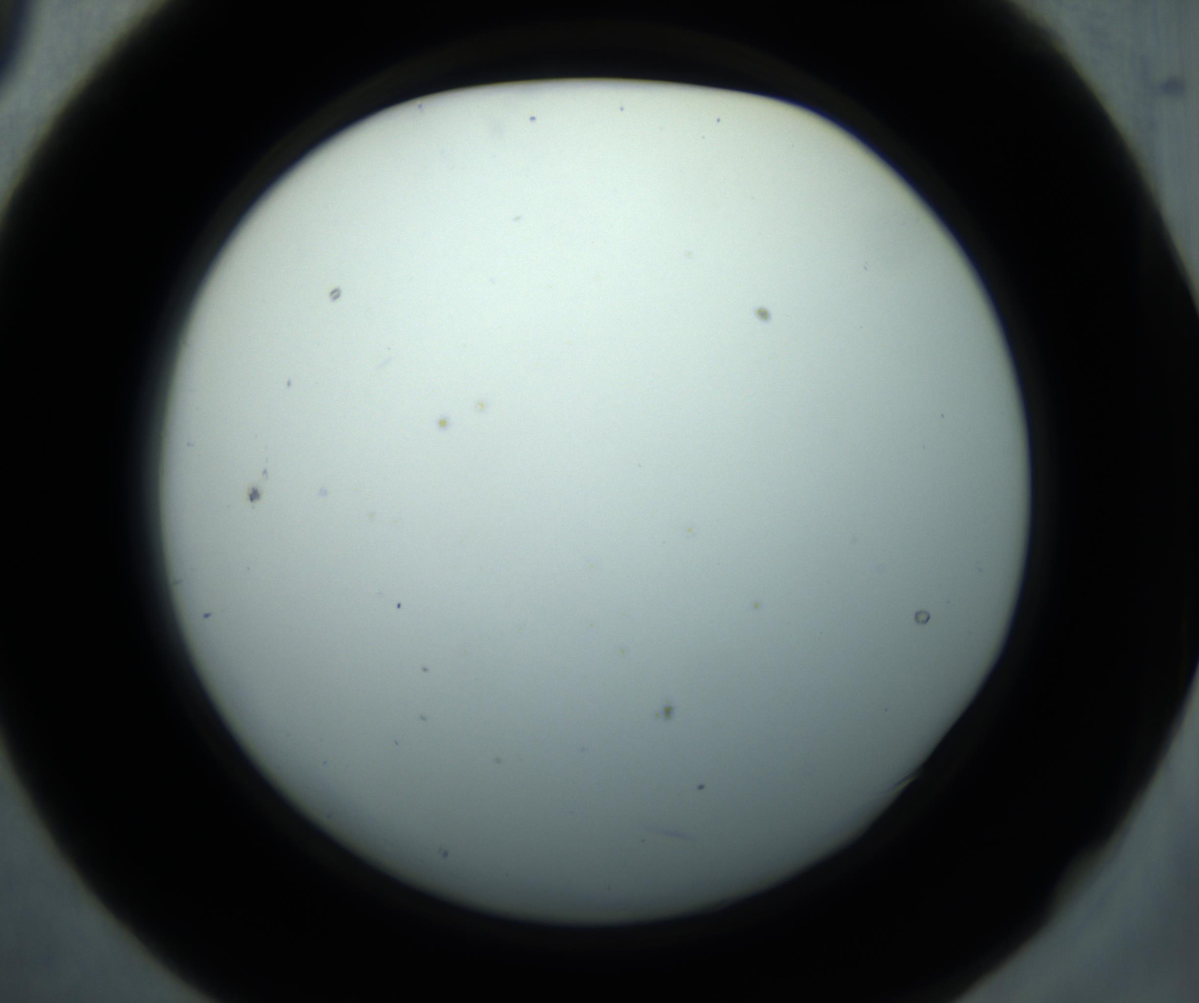RI01_03_000_0212_Proj1_Clon1_MC_0000MC102869_001_161021_09_02_02_00_98_002_001_RAI.jpg