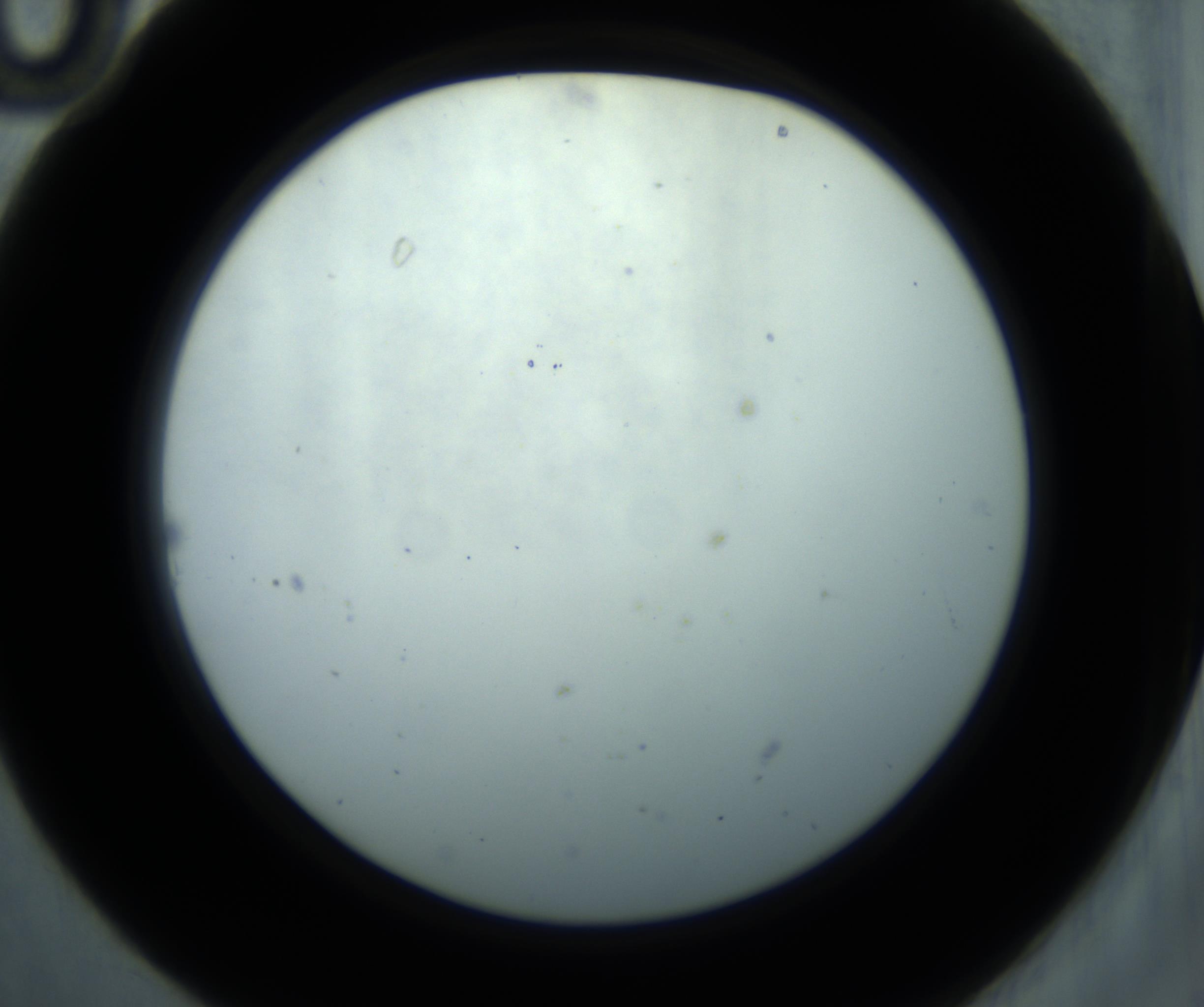 RI01_03_000_0212_Proj1_Clon1_MC_0000MC102869_001_161021_10_02_02_00_98_002_001_RAI.jpg