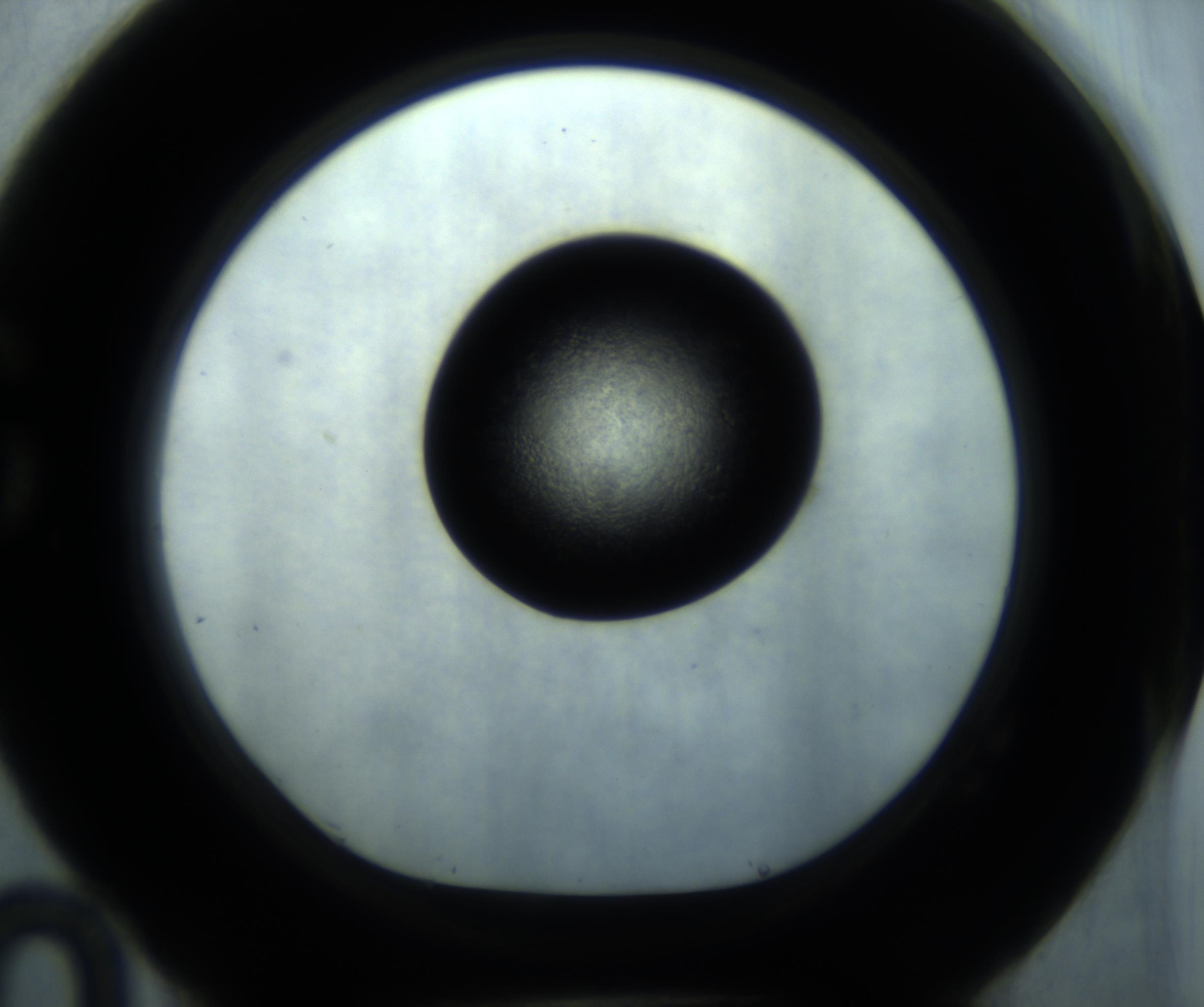 RI01_03_000_0212_Proj1_Clon1_MC_0000MC102869_001_161021_10_07_01_00_98_002_001_RAI.jpg