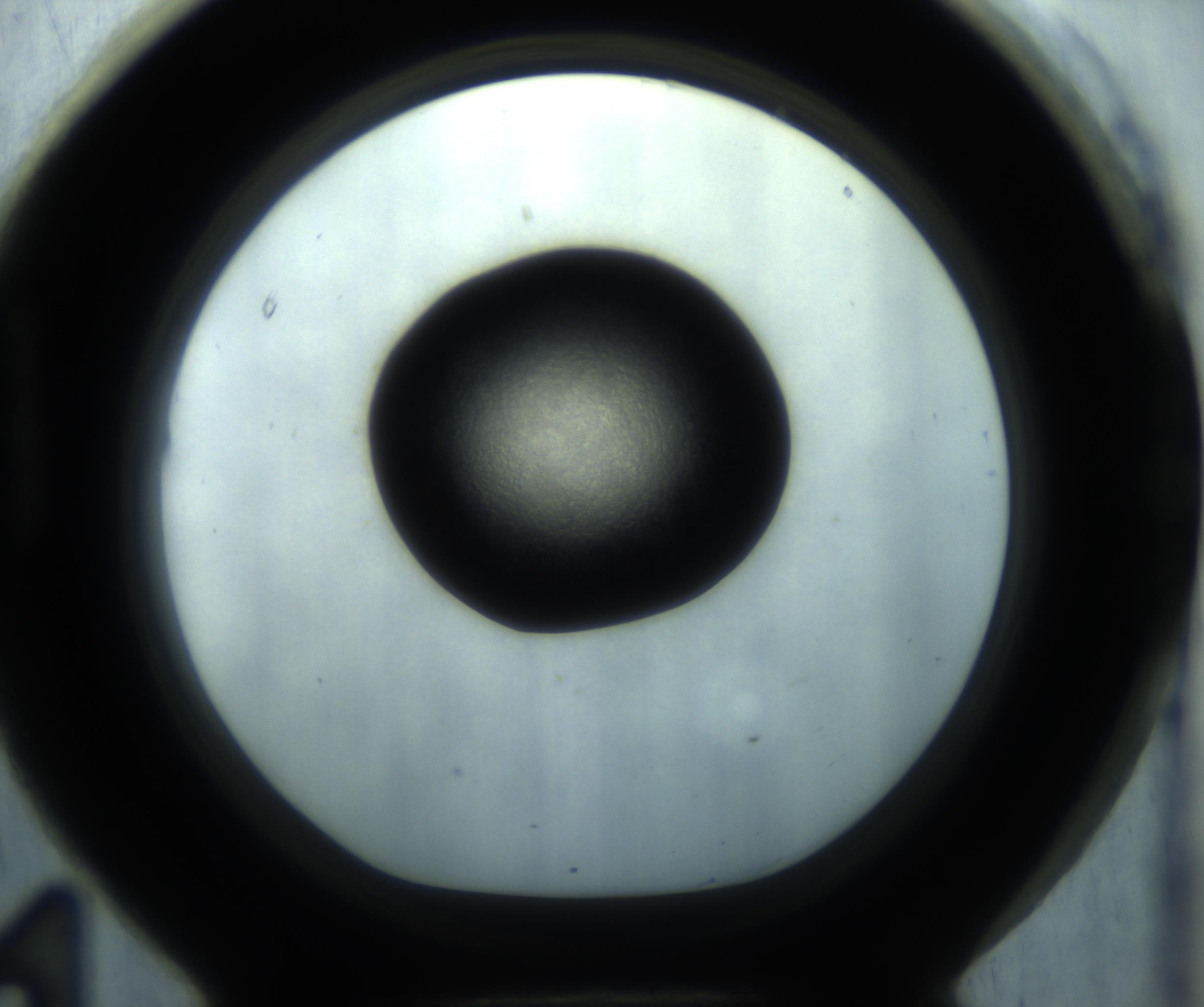 RI01_03_000_0212_Proj1_Clon1_MC_0000MC102869_001_161021_11_08_01_00_98_002_001_RAI.jpg