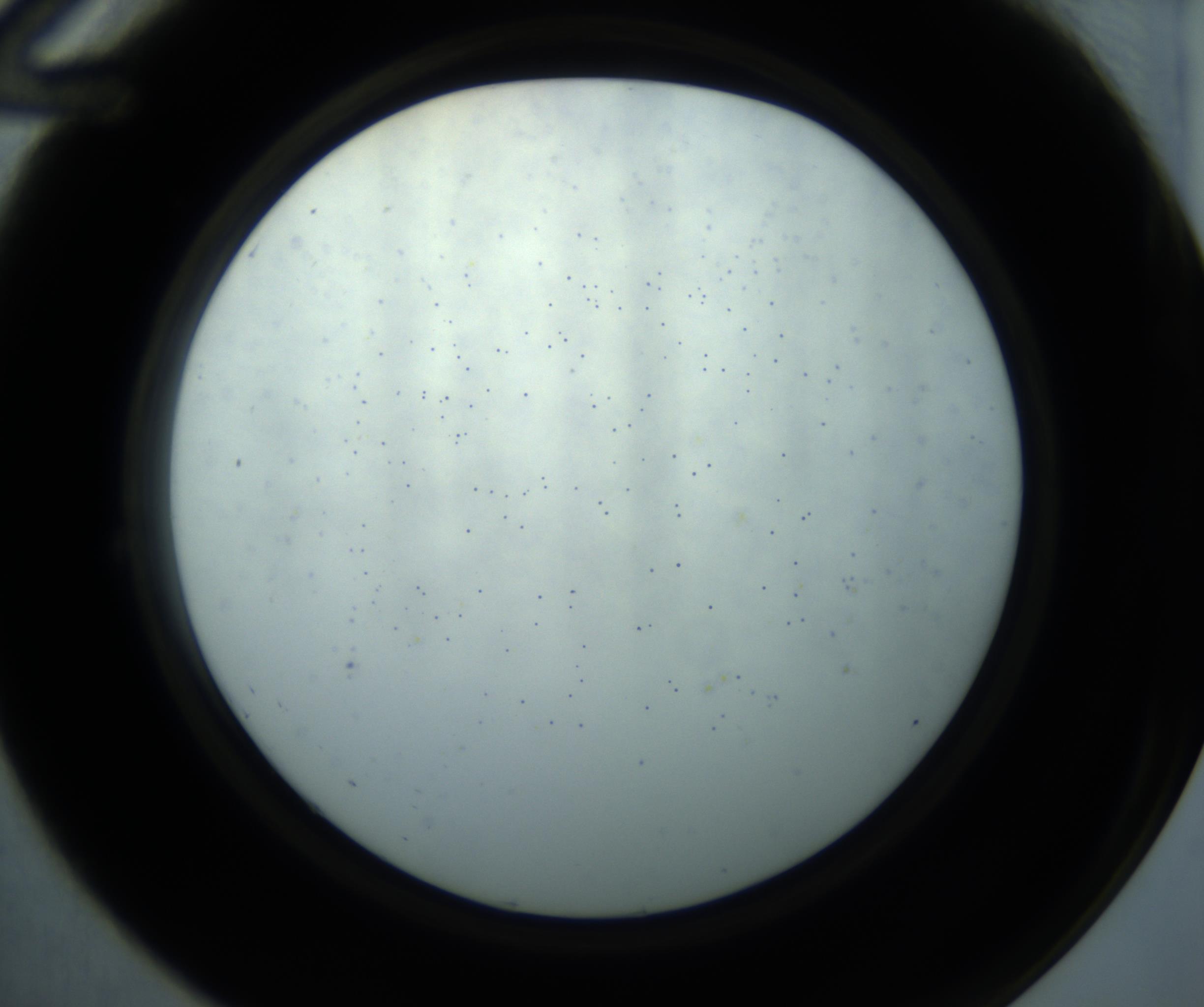 RI01_03_000_0212_Proj1_Clon1_MC_0000MC102869_001_161021_12_02_02_00_98_002_001_RAI.jpg