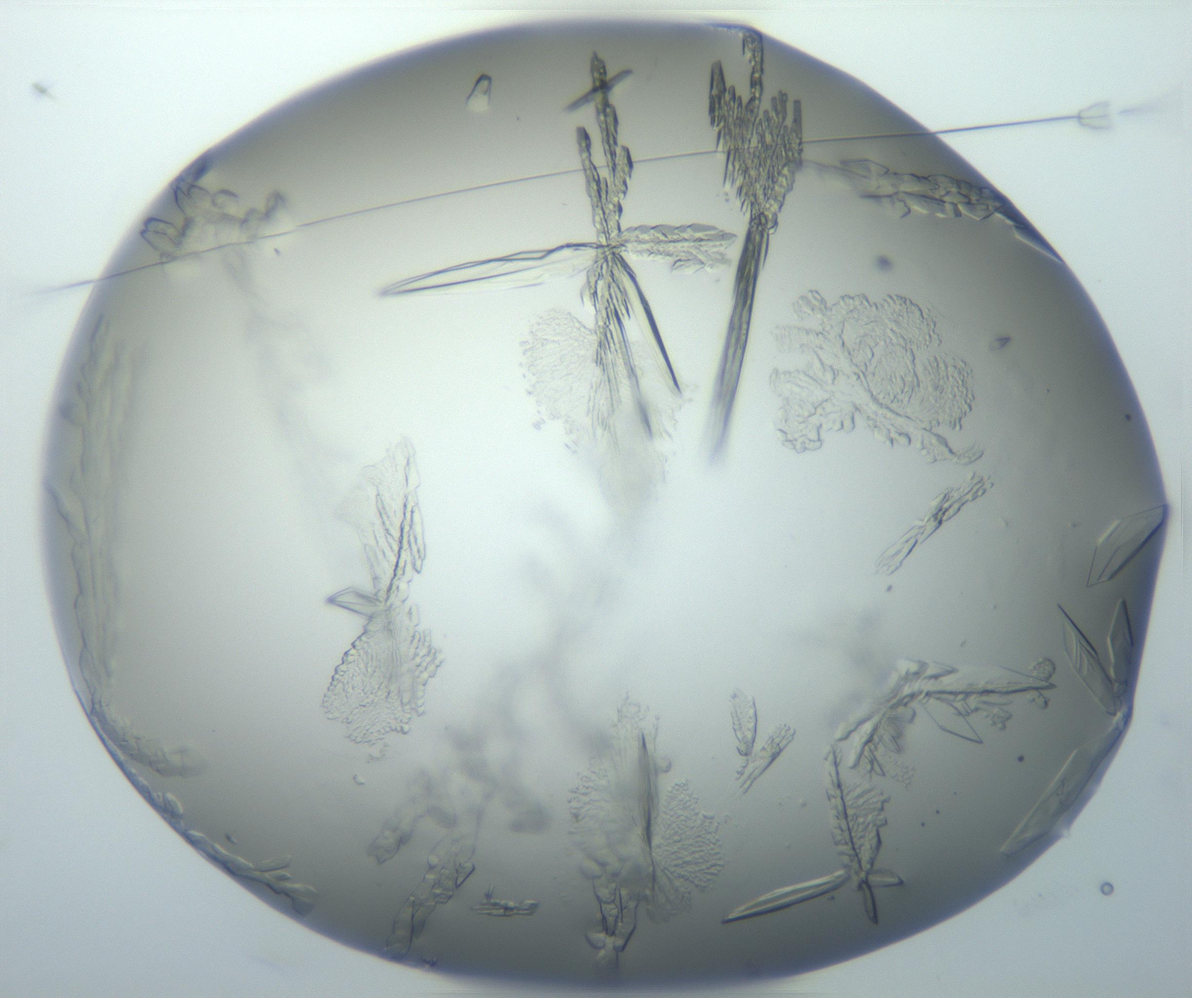 RI01_03_000_0212_Proj1_Clon1_MC_0000MC102869_003_161024_01_01_01_00_99_002_001_RAI.jpg