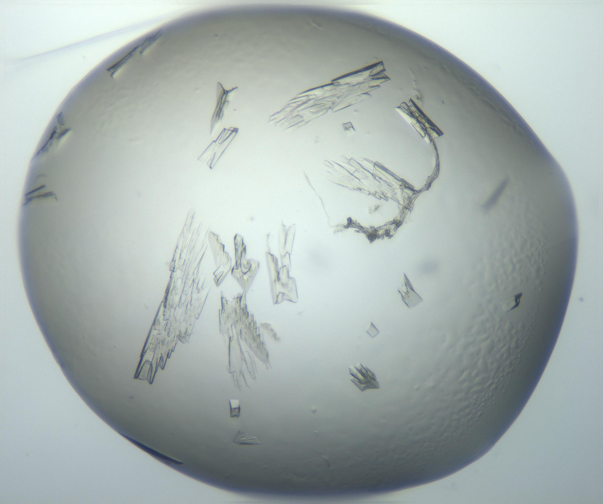 RI01_03_000_0212_Proj1_Clon1_MC_0000MC102869_003_161024_01_02_01_00_99_002_001_RAI.jpg