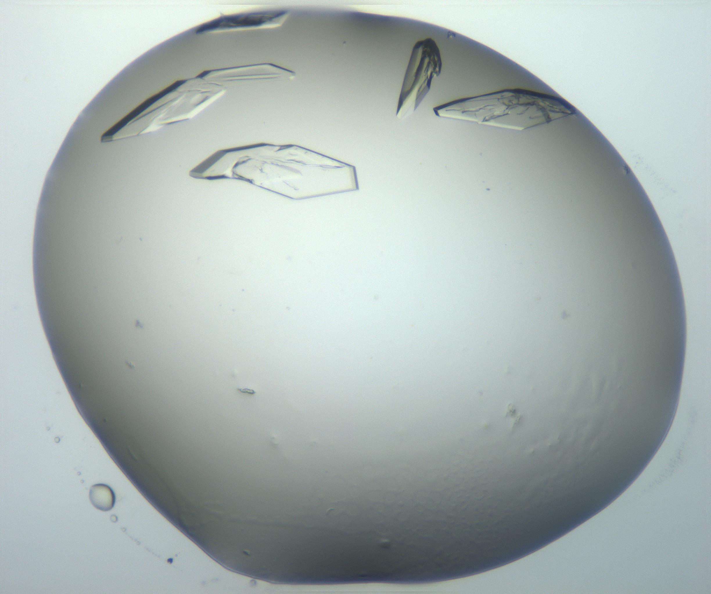 RI01_03_000_0212_Proj1_Clon1_MC_0000MC102869_003_161024_01_08_01_00_99_002_001_RAI.jpg