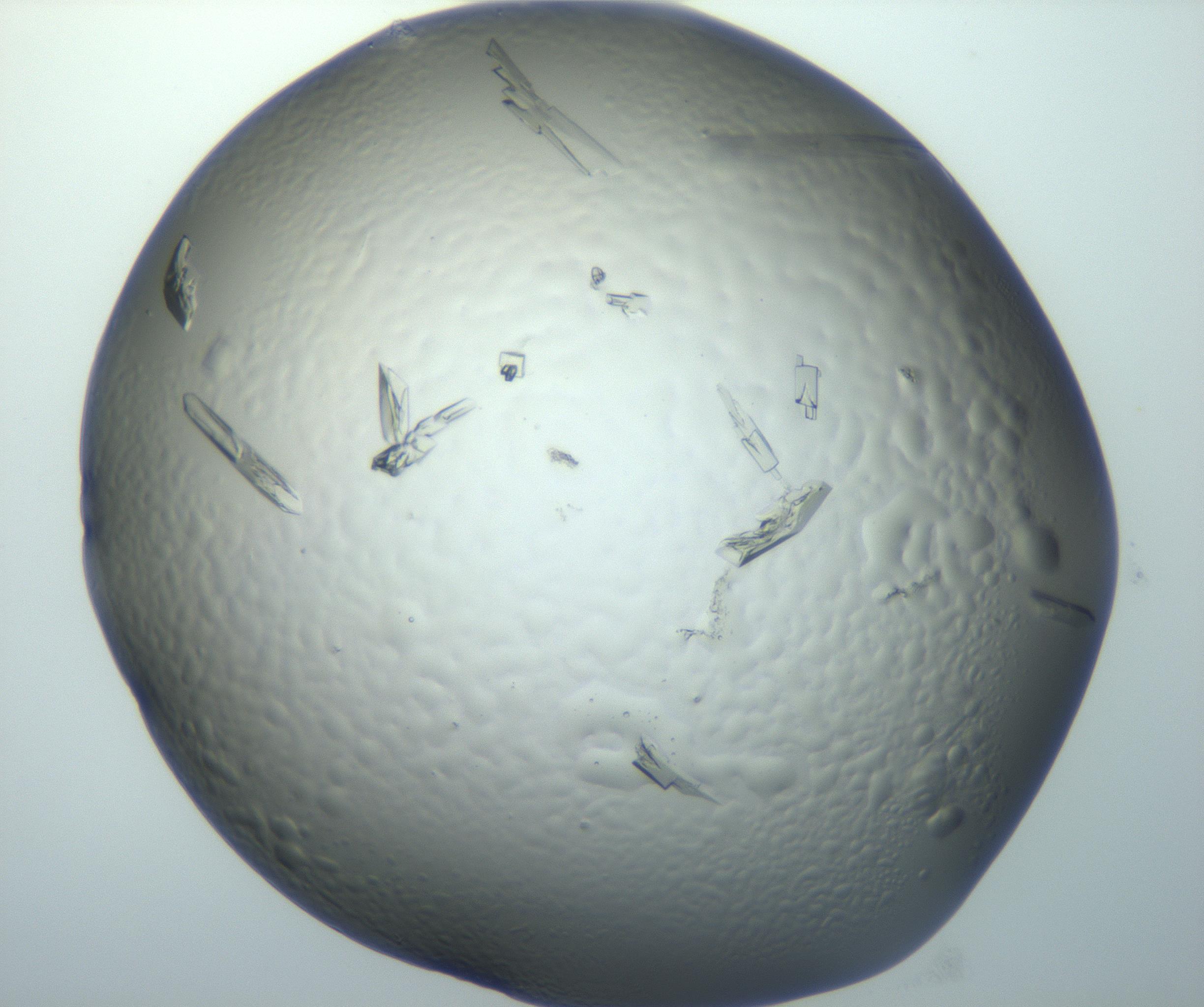RI01_03_000_0212_Proj1_Clon1_MC_0000MC102869_003_161024_02_05_01_00_99_002_001_RAI.jpg