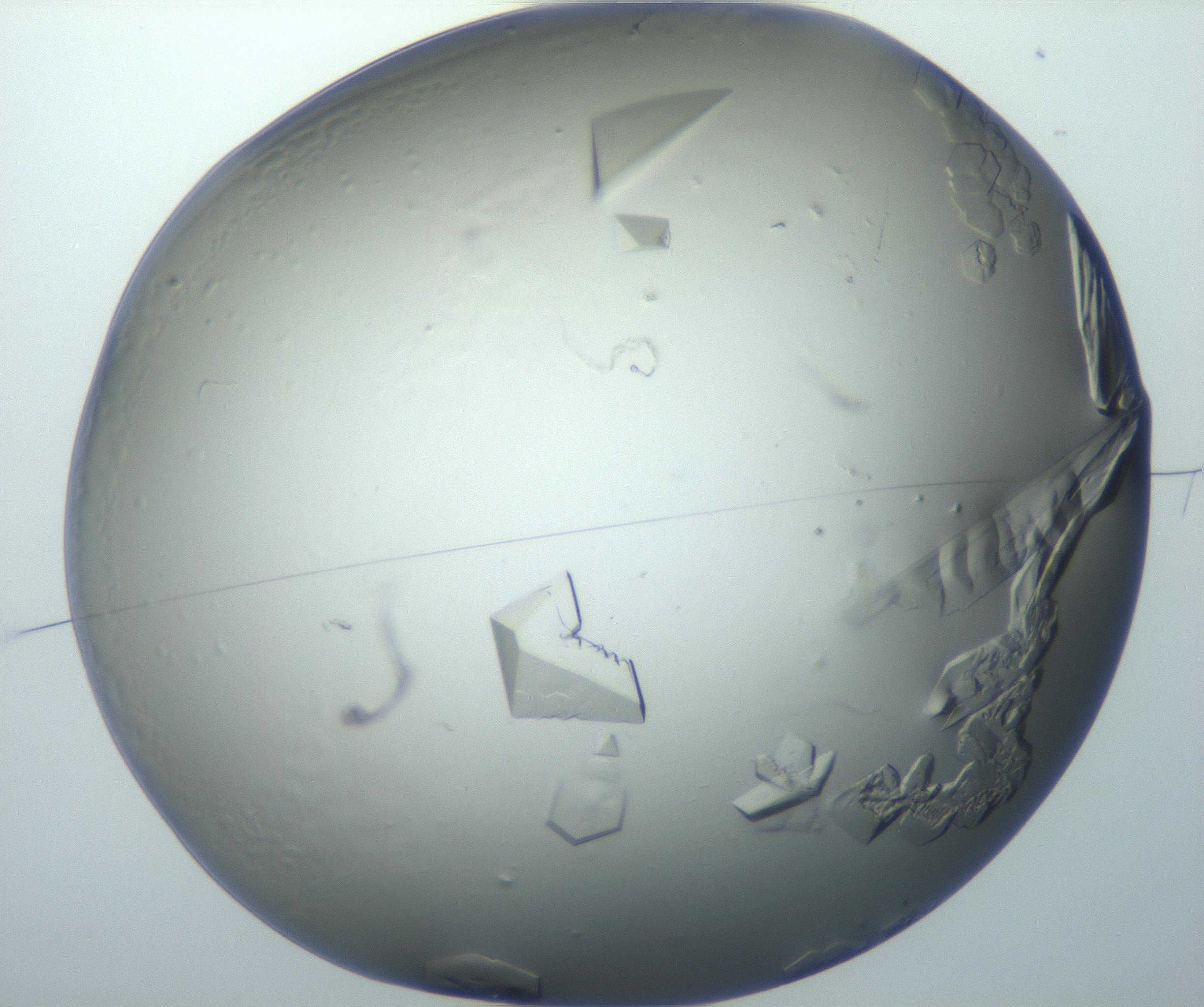 RI01_03_000_0212_Proj1_Clon1_MC_0000MC102869_003_161024_03_01_01_00_99_002_001_RAI.jpg