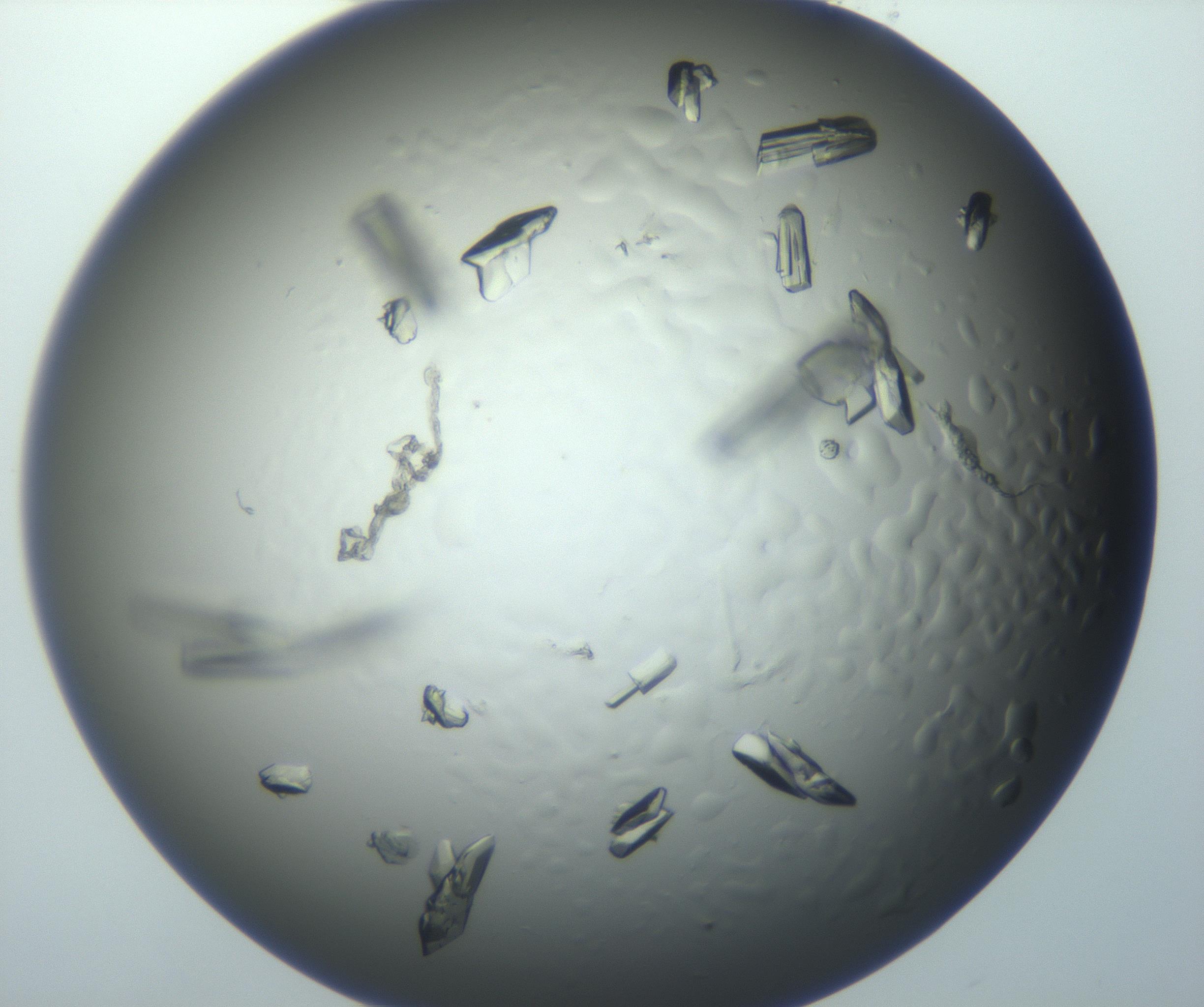 RI01_03_000_0212_Proj1_Clon1_MC_0000MC102869_003_161024_03_04_01_00_99_002_001_RAI.jpg