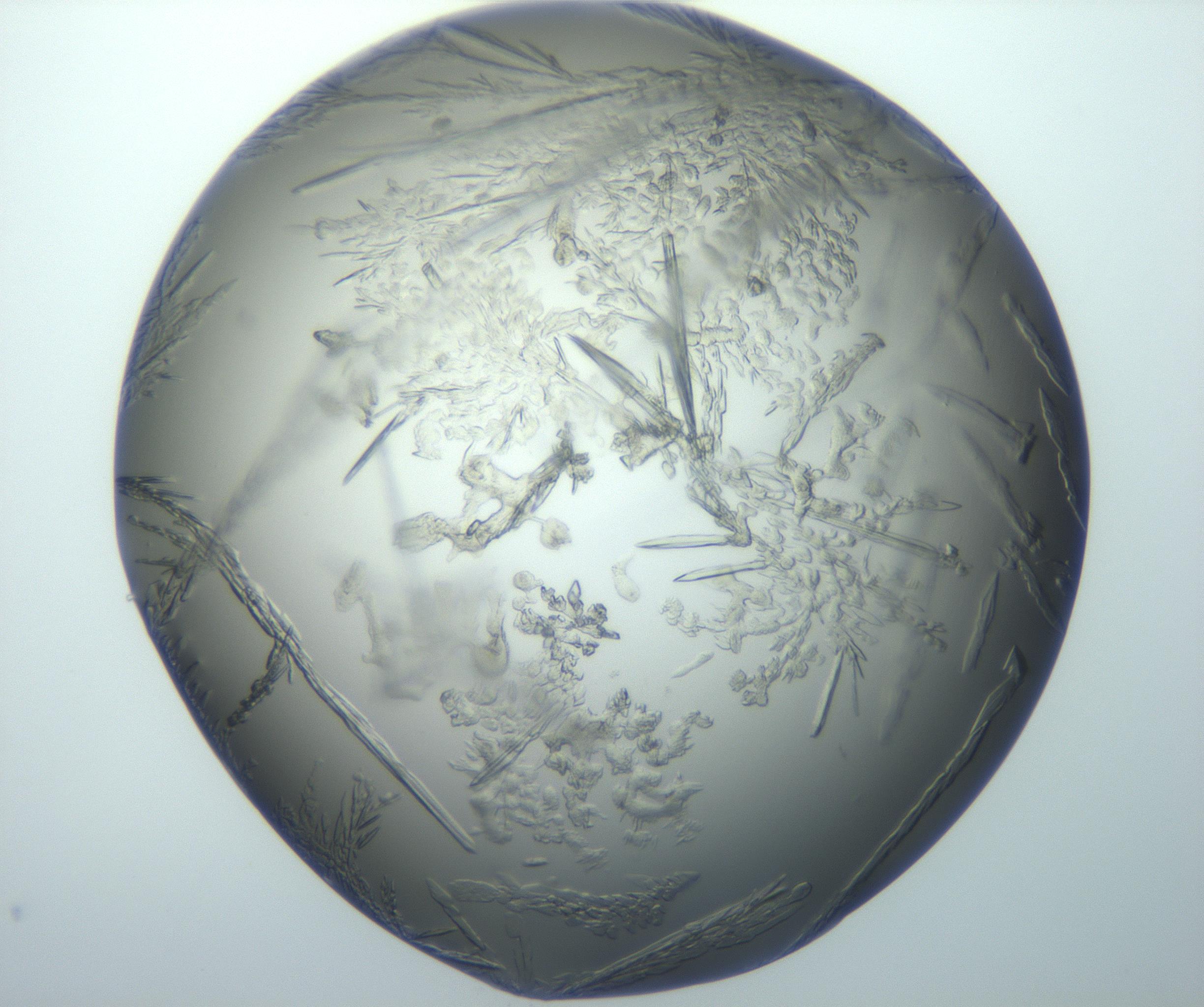 RI01_03_000_0212_Proj1_Clon1_MC_0000MC102869_003_161024_06_08_01_00_99_002_001_RAI.jpg